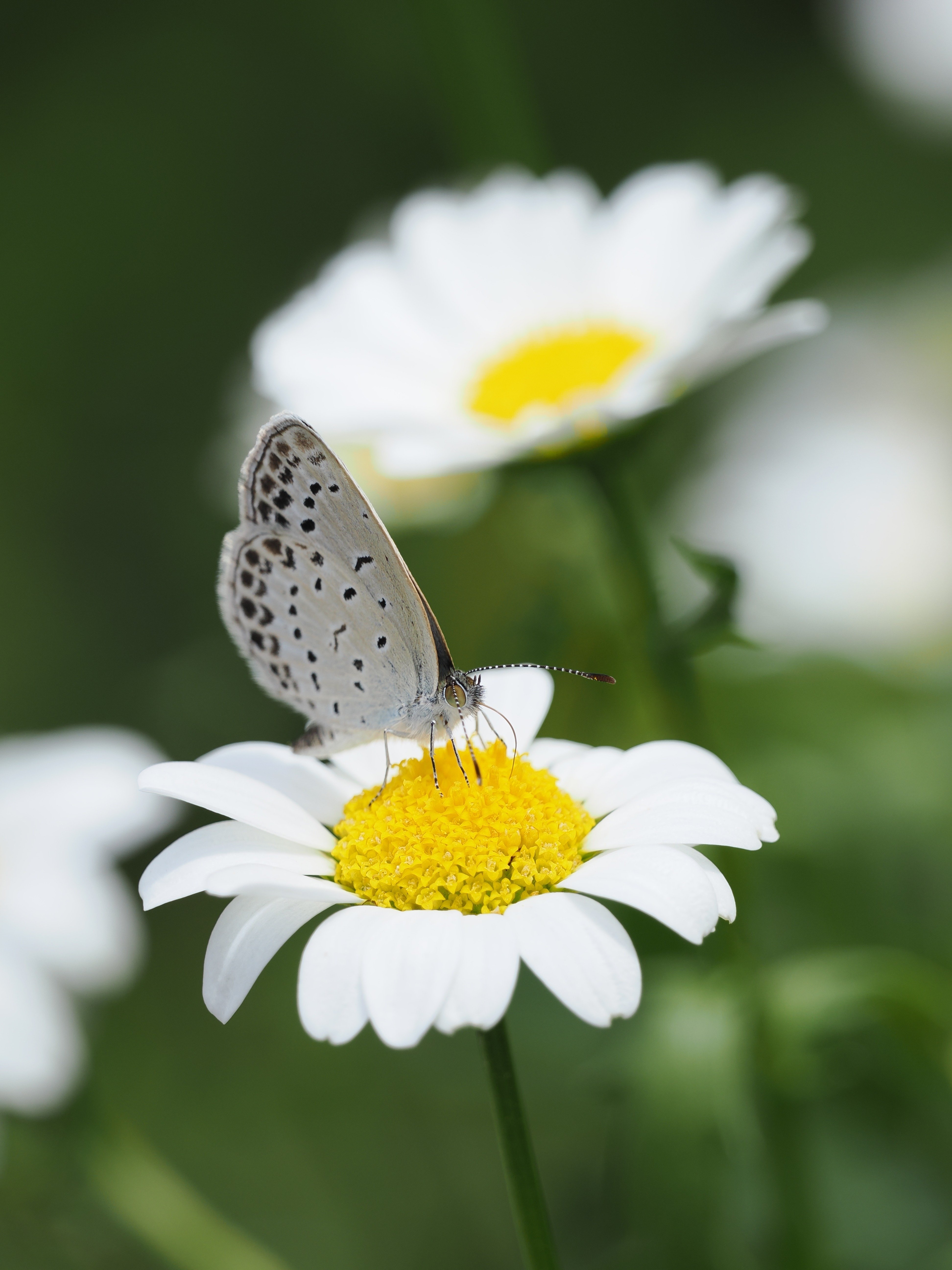 Marcoussis、NATURE、海外版超希少レゾネ 小さな世界をのぞいてみよう! #03 マクロレンズがなくても花