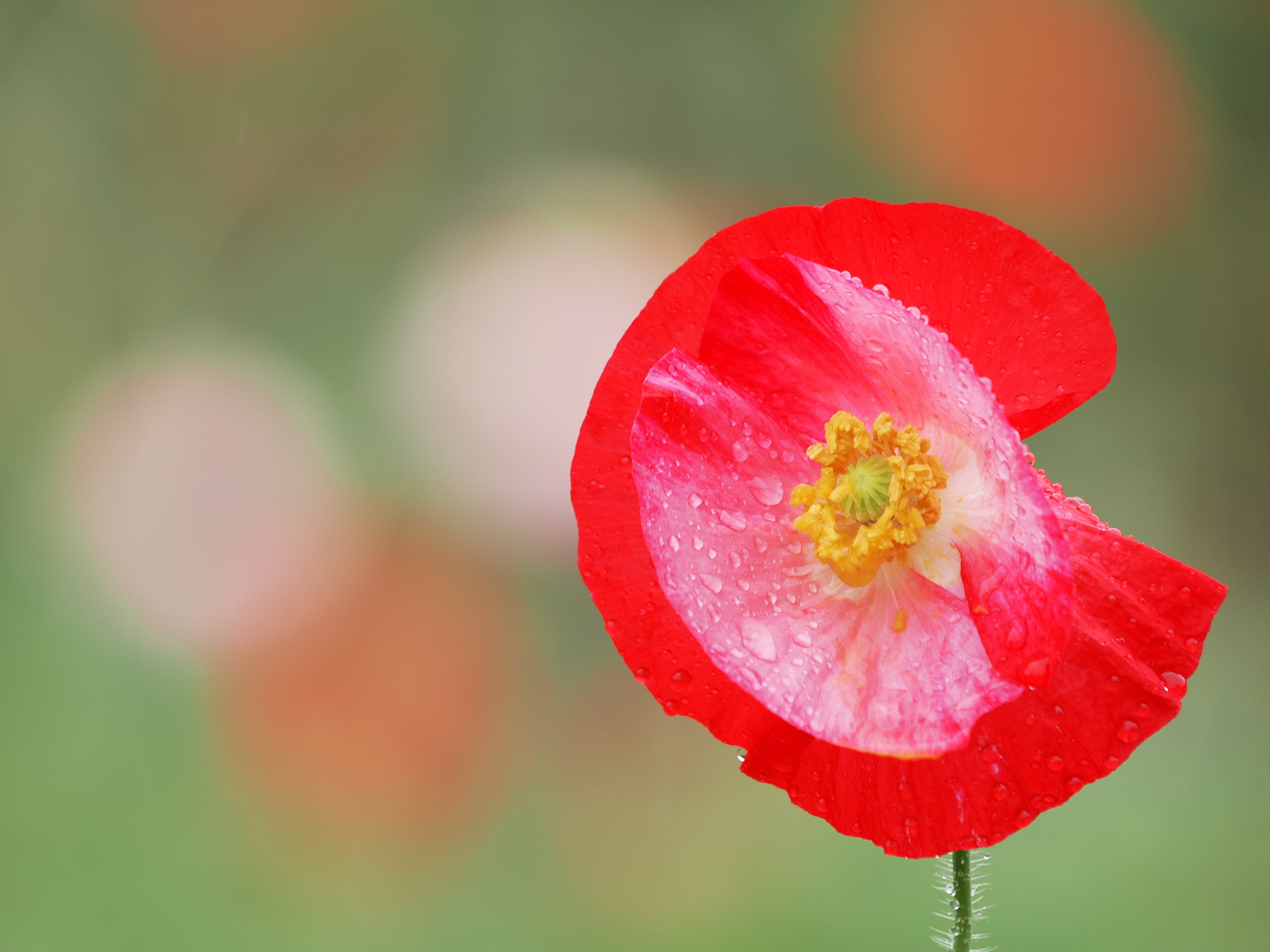 Marcoussis、NATURE、海外版超希少レゾネ 小さな世界をのぞいてみよう! #03 マクロレンズがなくても花