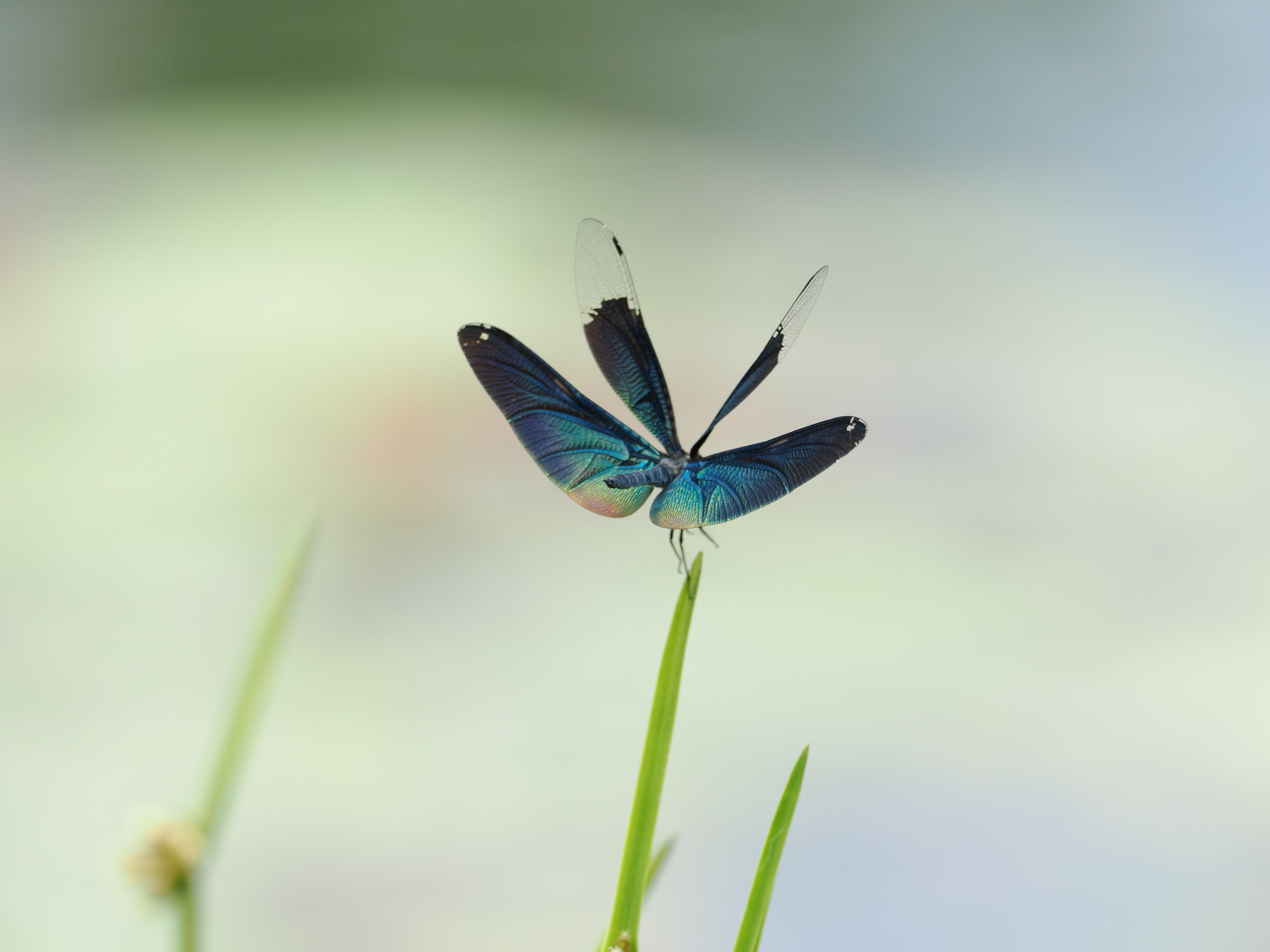 小さな世界をのぞいてみよう！ #03 マクロレンズがなくても花