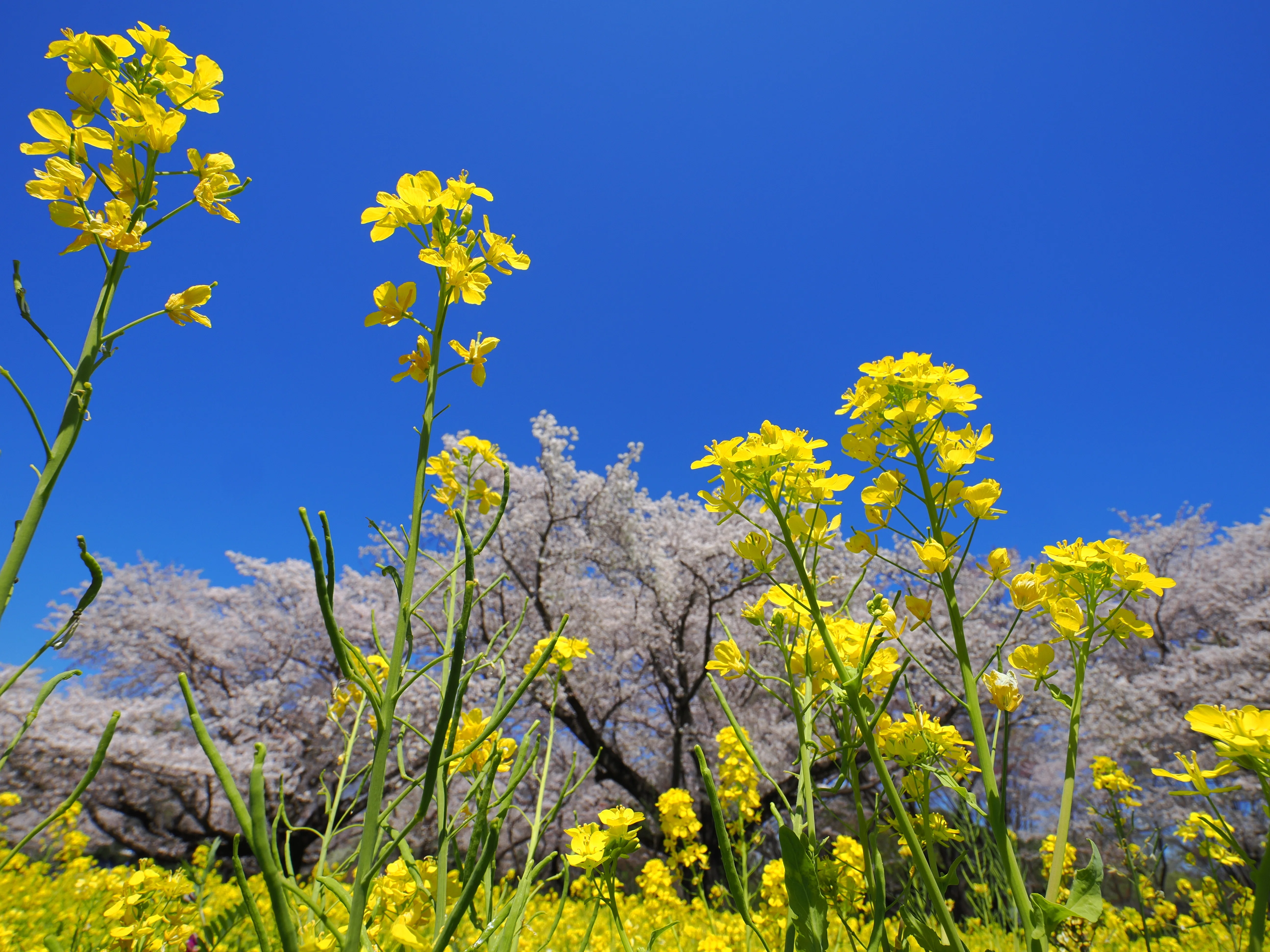小さな世界をのぞいてみよう！ #03 マクロレンズがなくても花・昆虫