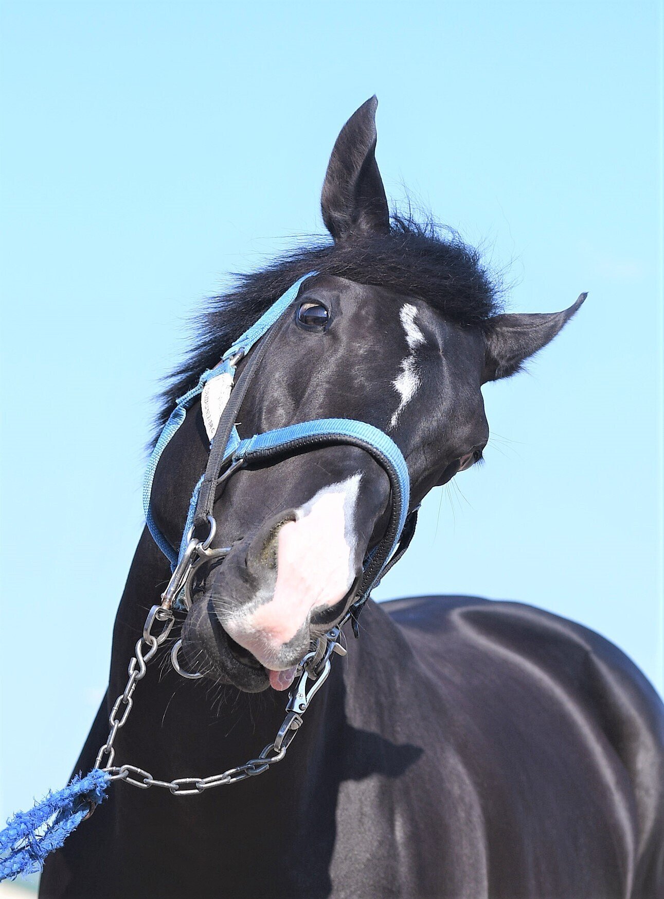 有馬記念の馬 330px-レガレイラ_有馬記念優勝
