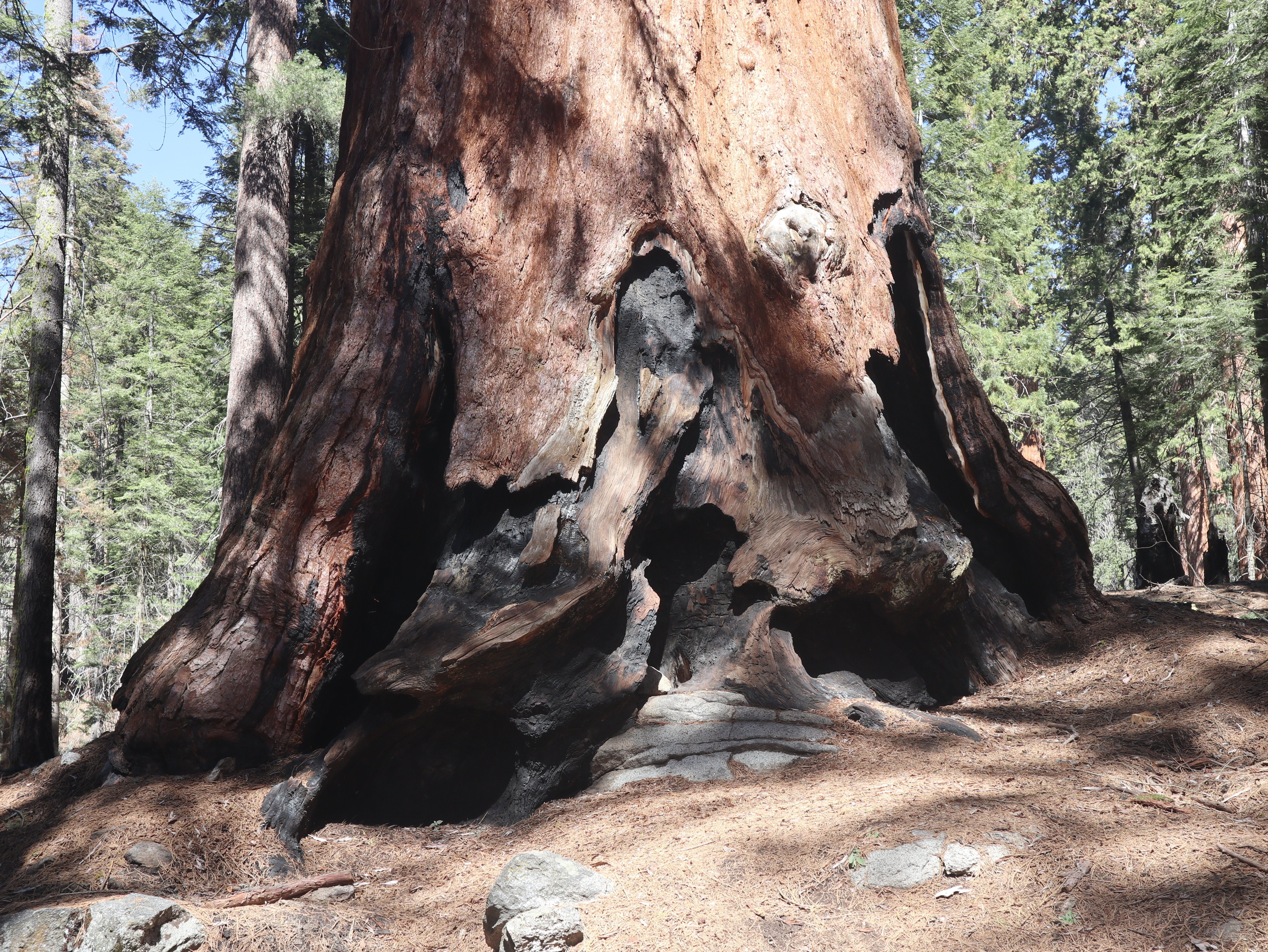 縦パノラマ必須セコイア国立公園｜Katsuya Shiratori