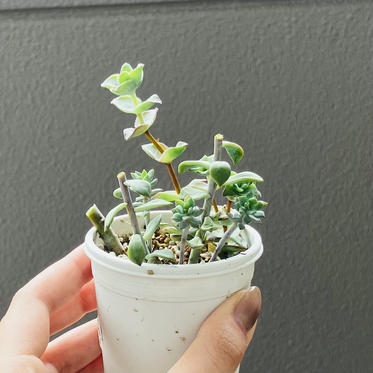 6.Chiharu様専用 多肉植物