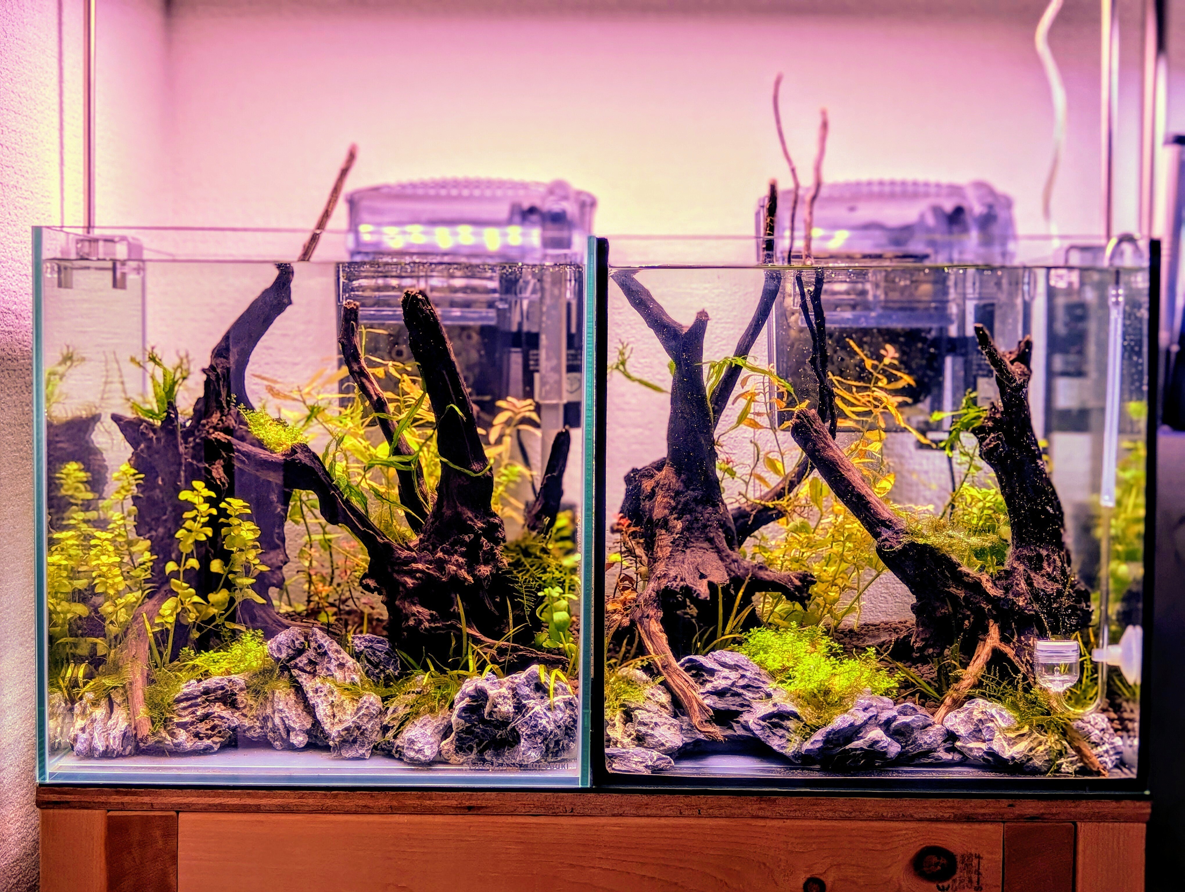 光足りてる？！光を知ればライト選びも変わる！｜ネイチャー