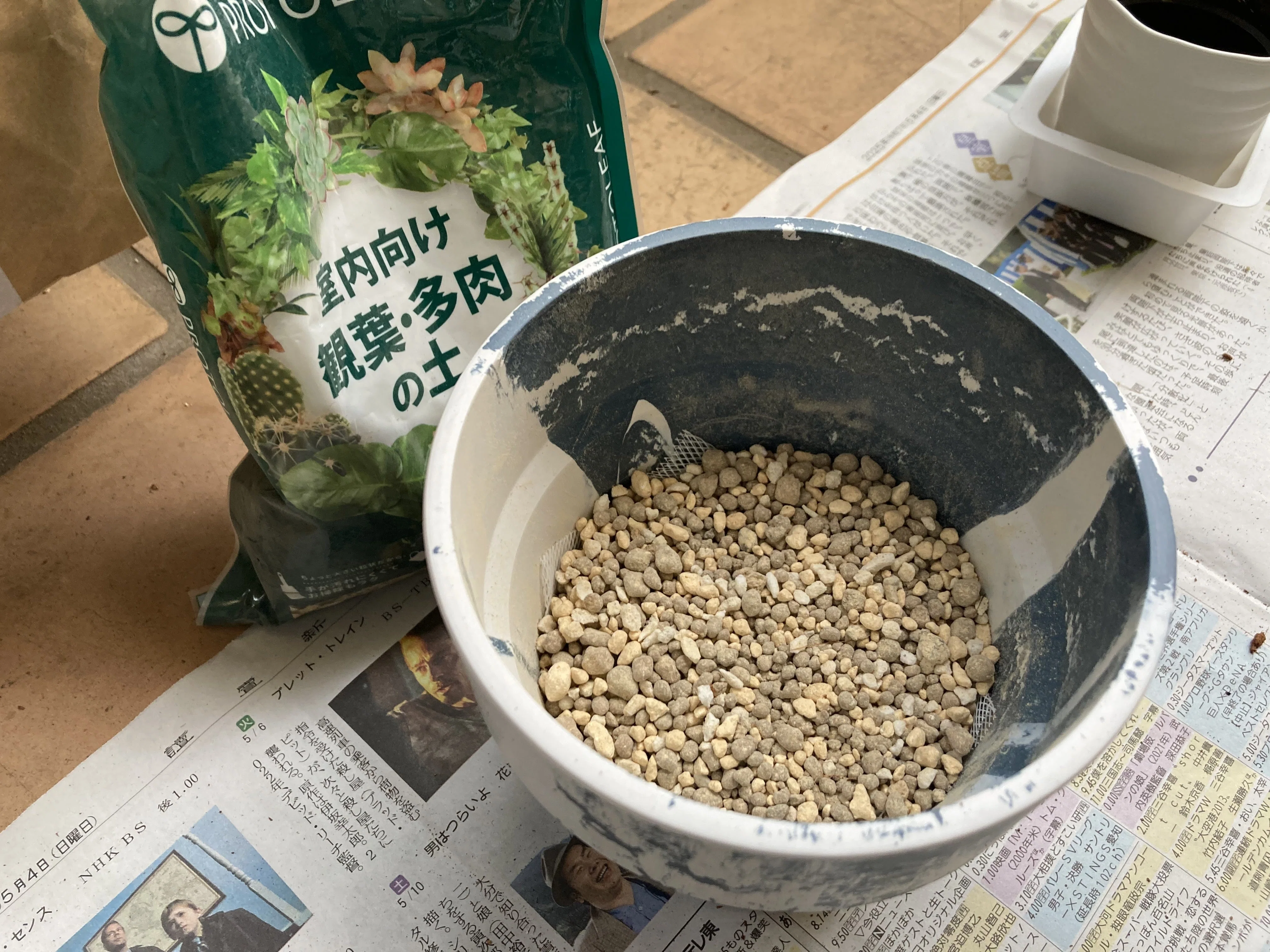 ガジュマル初心者の植え替え【後編】｜がじゅまる
