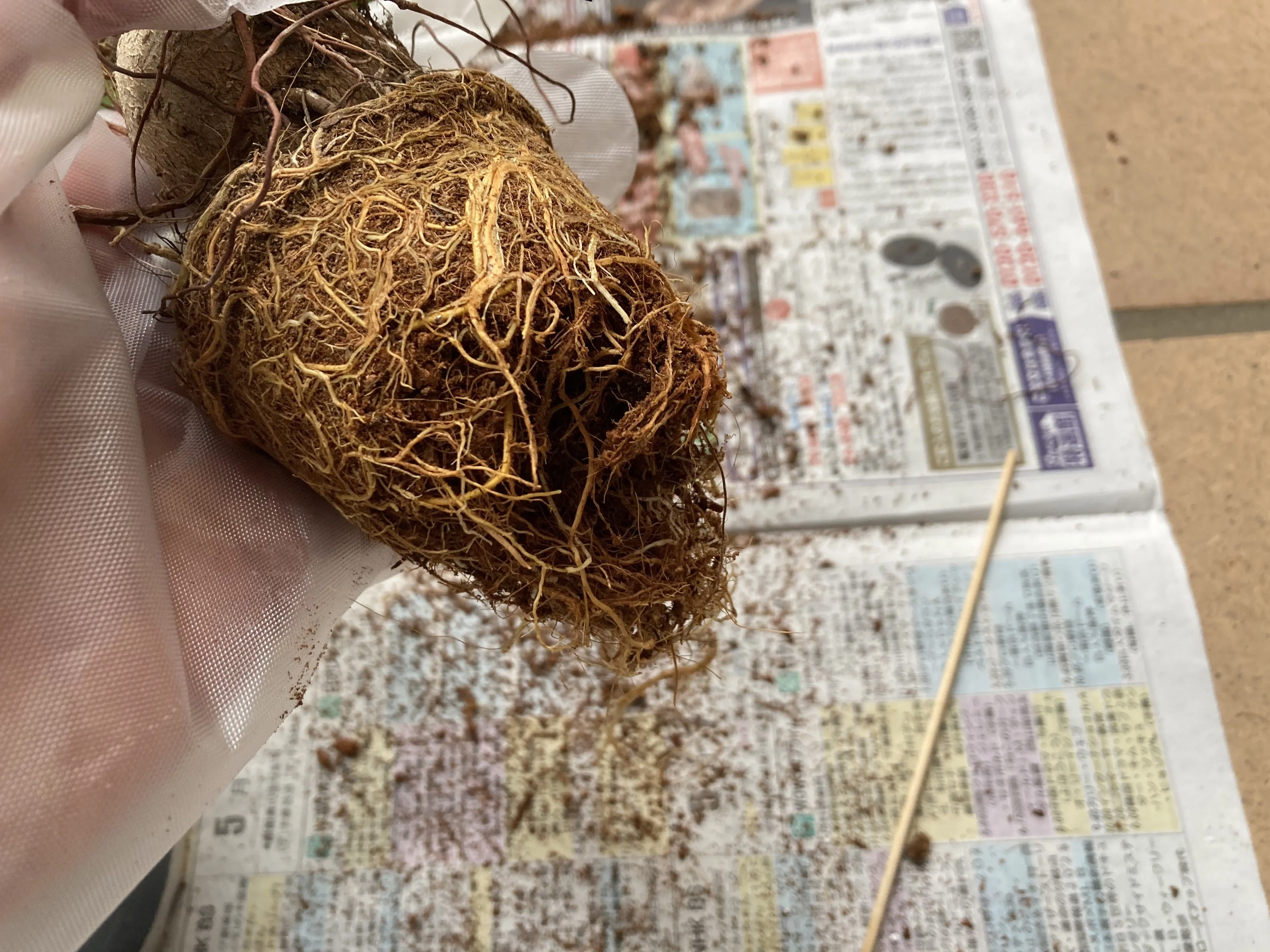 ガジュマル初心者の植え替え【後編】｜がじゅまる