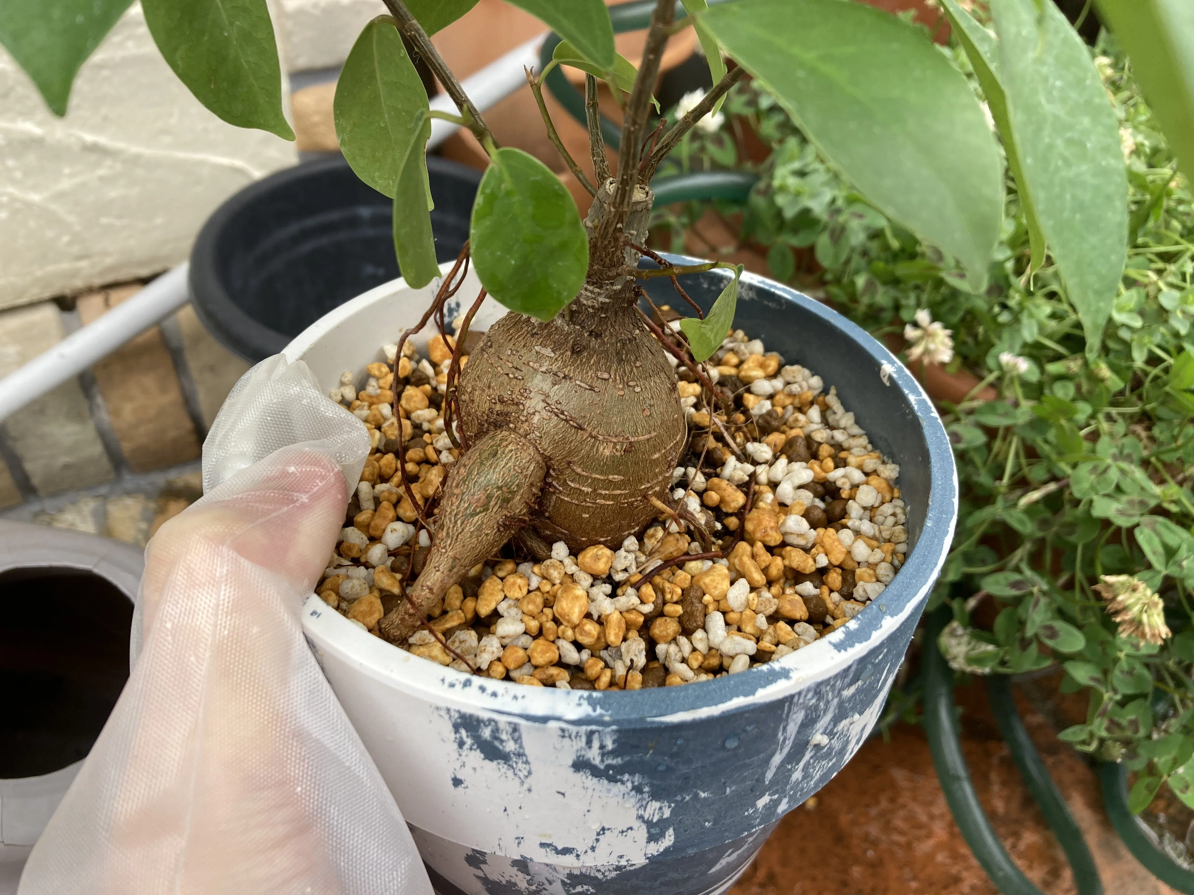 ガジュマル初心者の植え替え【後編】｜がじゅまる