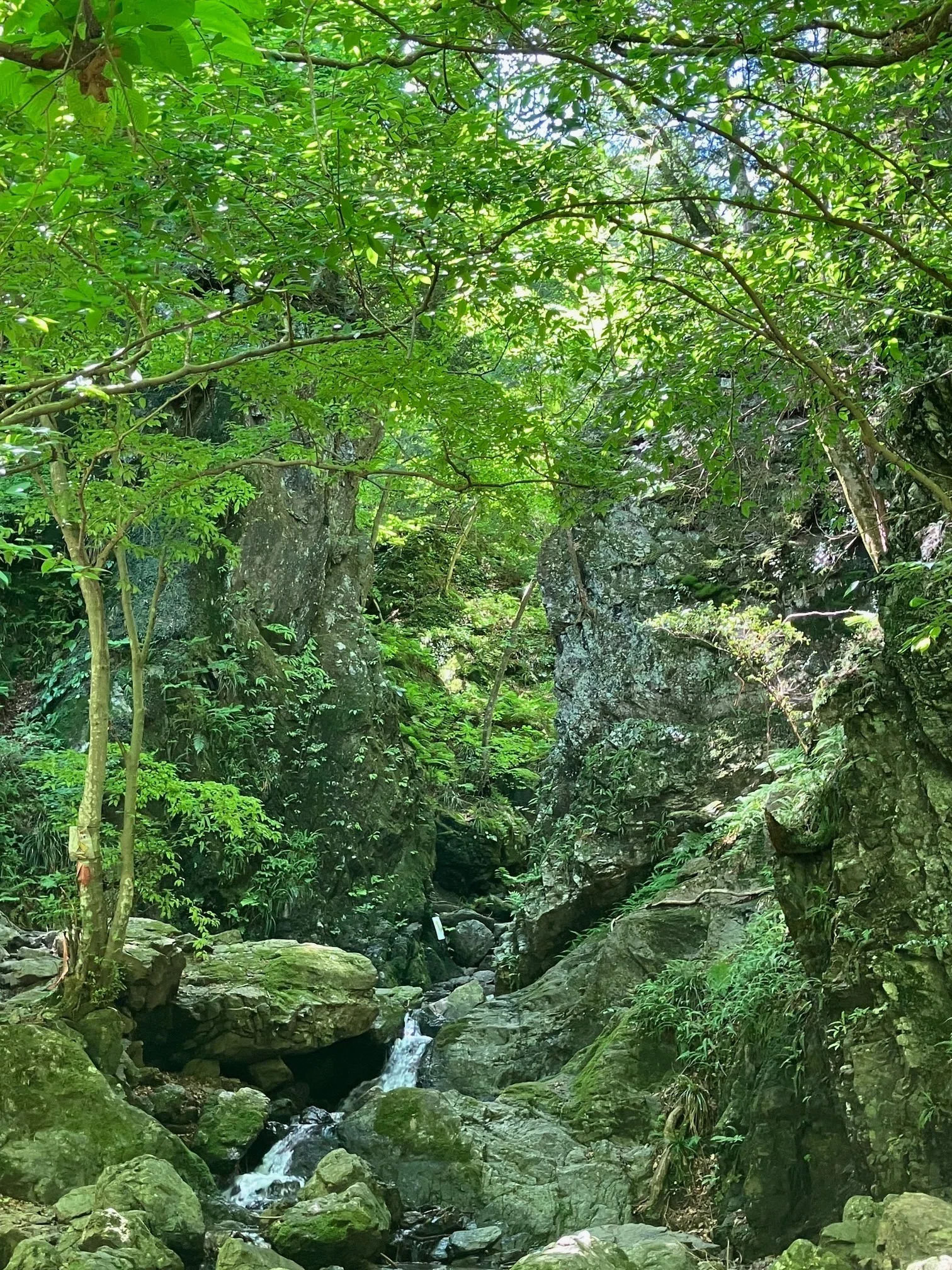 新緑のなかの渓谷歩きがワクワク「棒ノ折山」 ♧吟行登山♧（0002）｜10zan