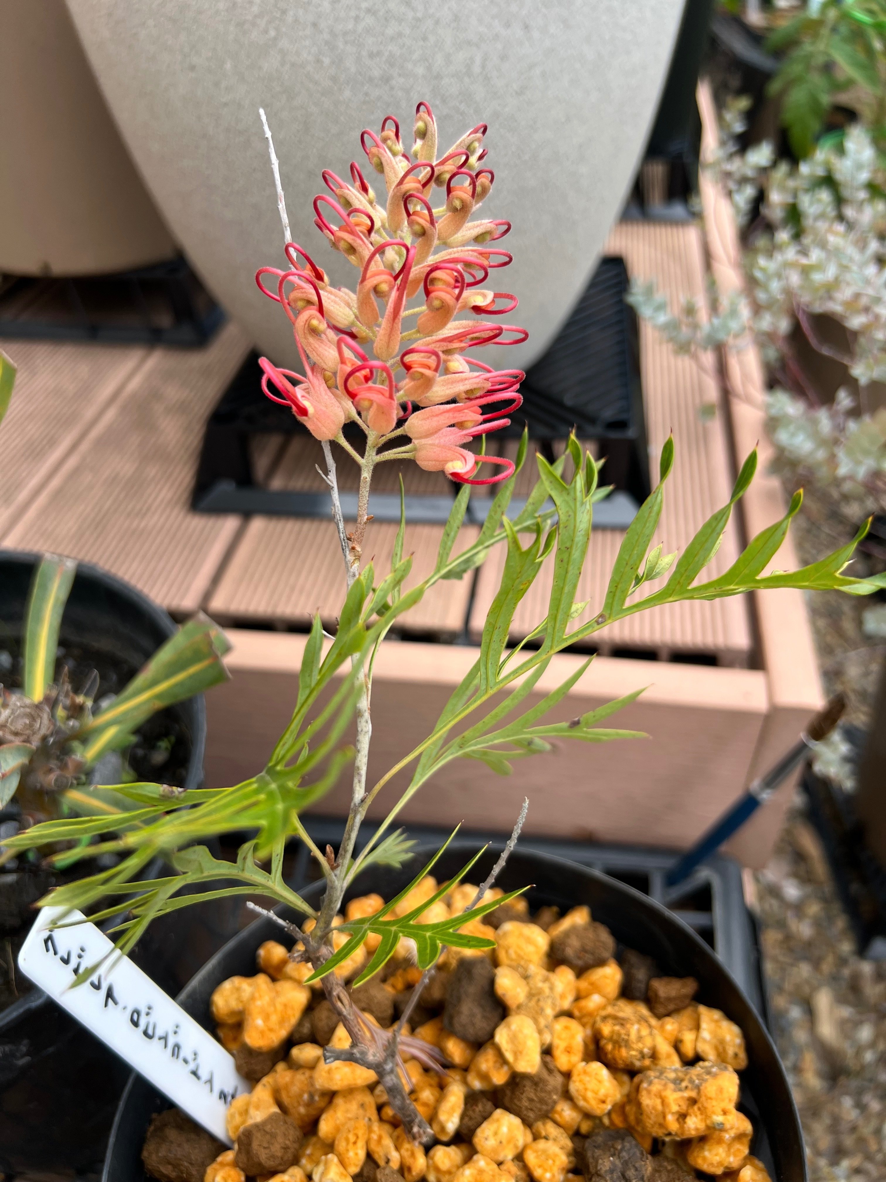 今日のオージー｜挿し木成功！？グレビレア・ロビンゴードン｜ジョセ