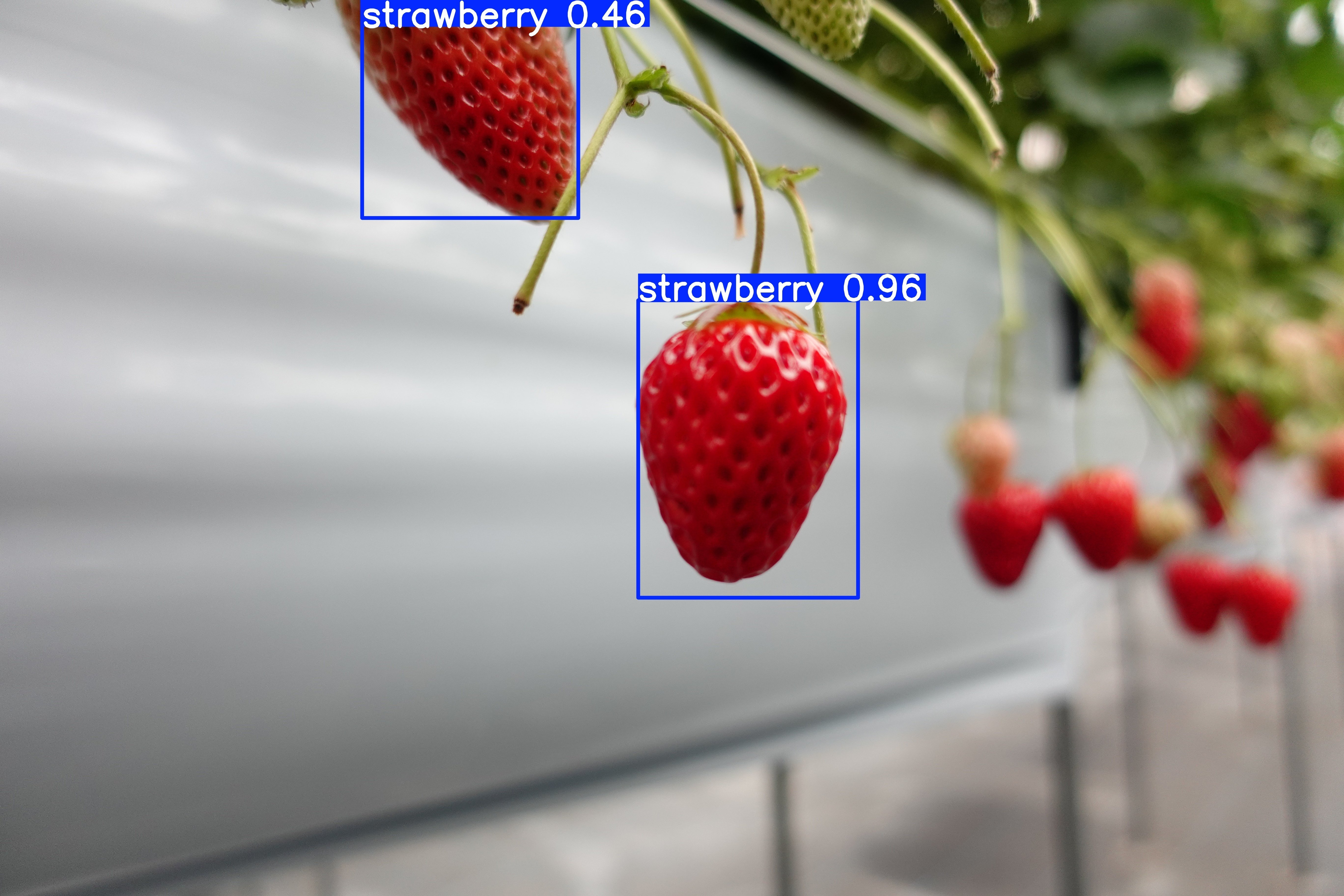 農業×IT】いちごを見つけるAI、育てはじめました｜株式会社クリプテックス