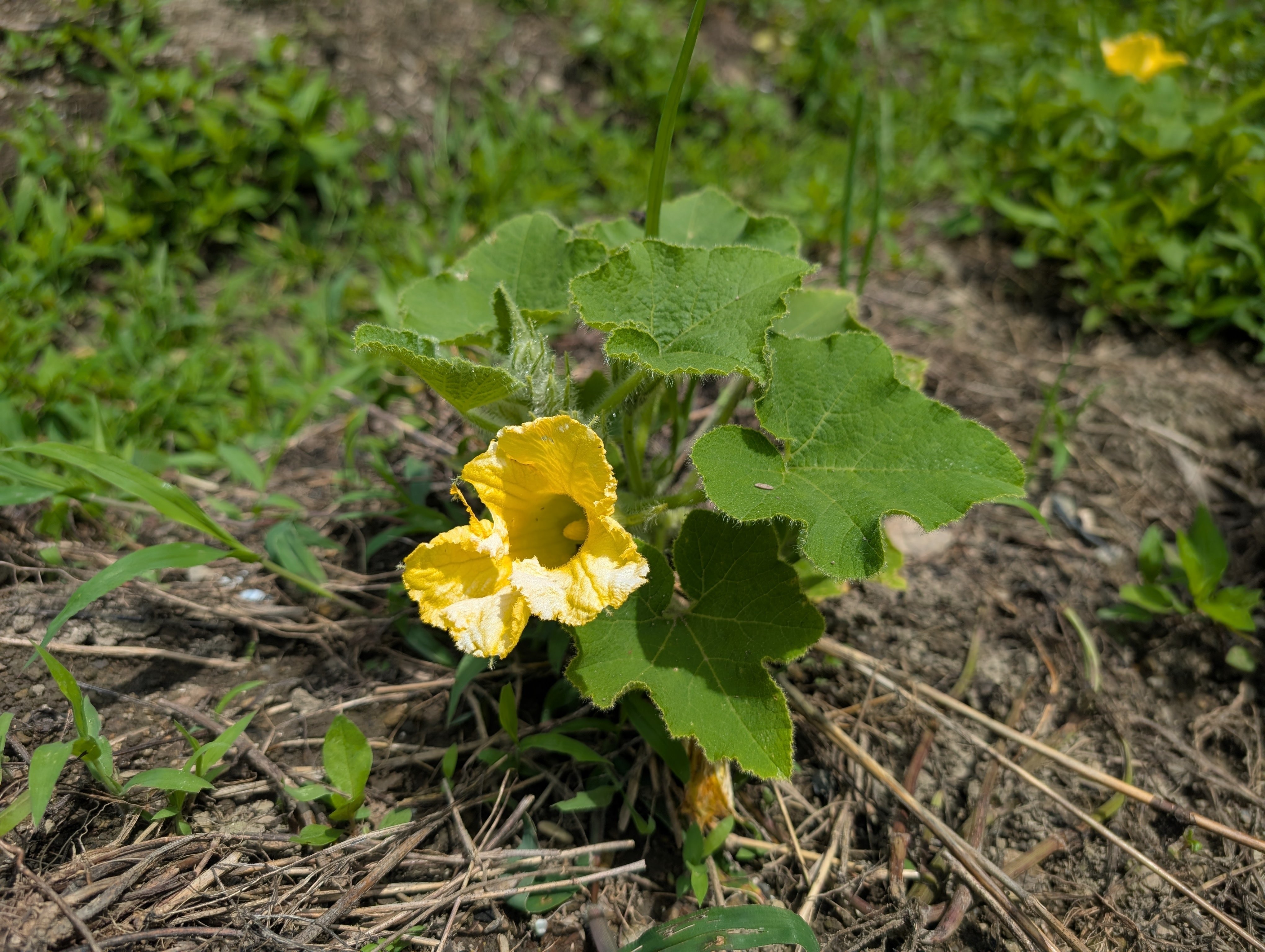 最新エルメス カボチャの花が咲いた🌼｜おひさま農園 絵画