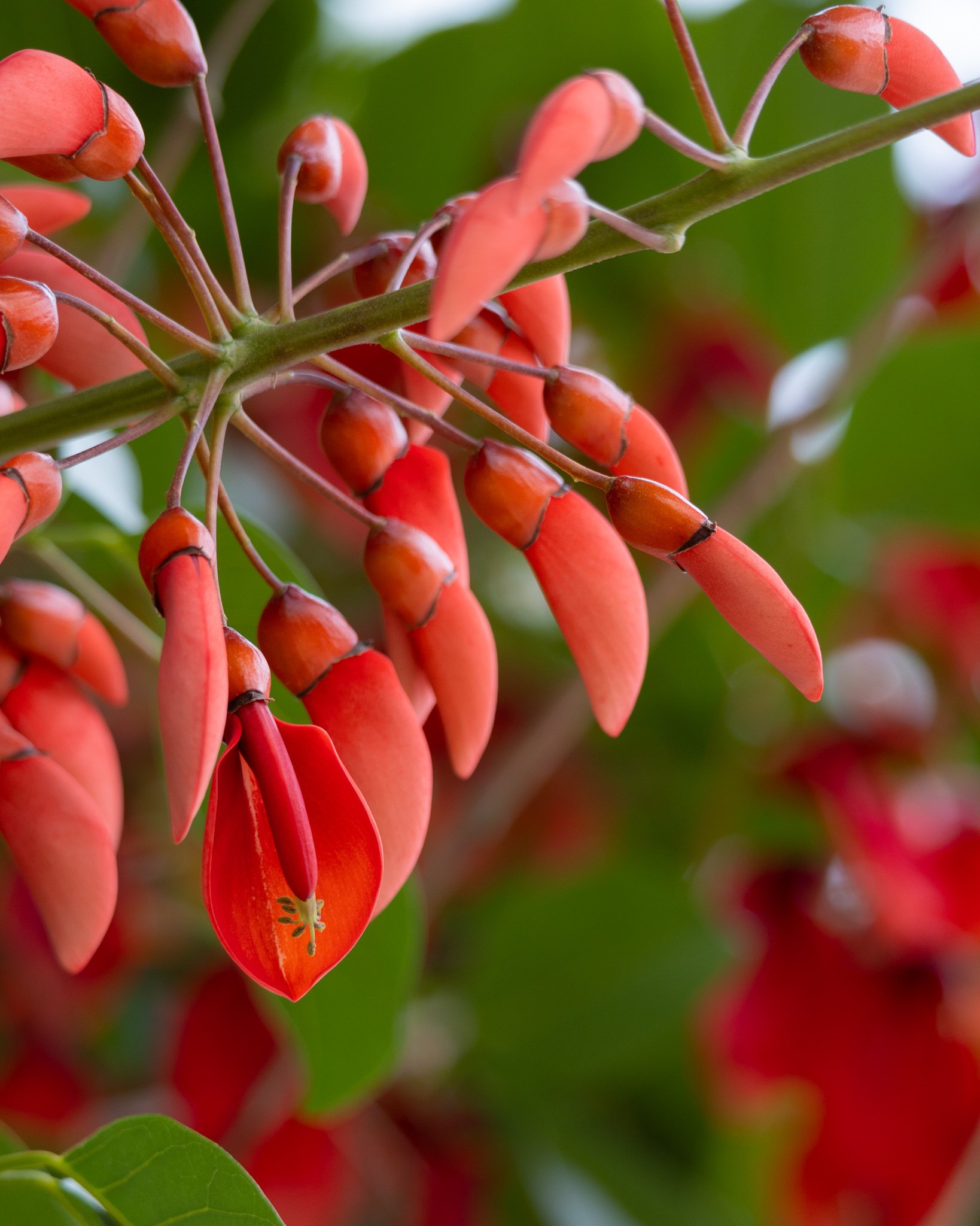 赤い花！！ 2025.12.28 この冬私がハマった シクラメン・スーパージックス