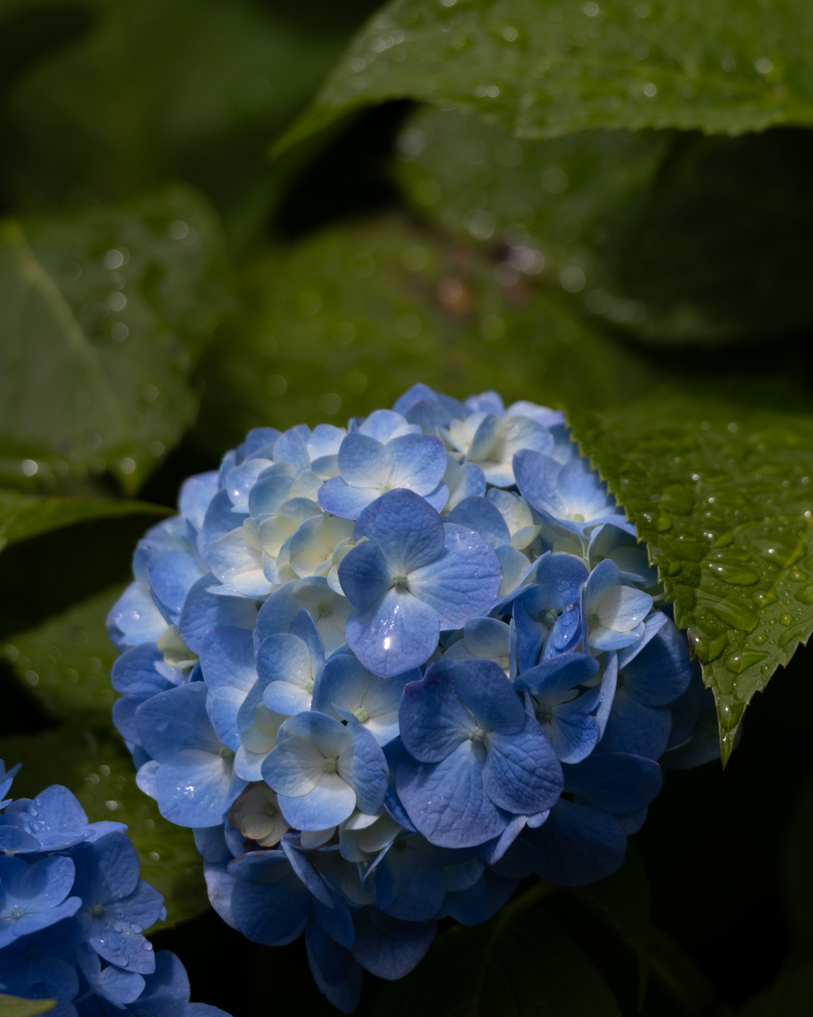雨に映える6月の上野公園──しっとりと咲き誇る初夏の花々｜Woody