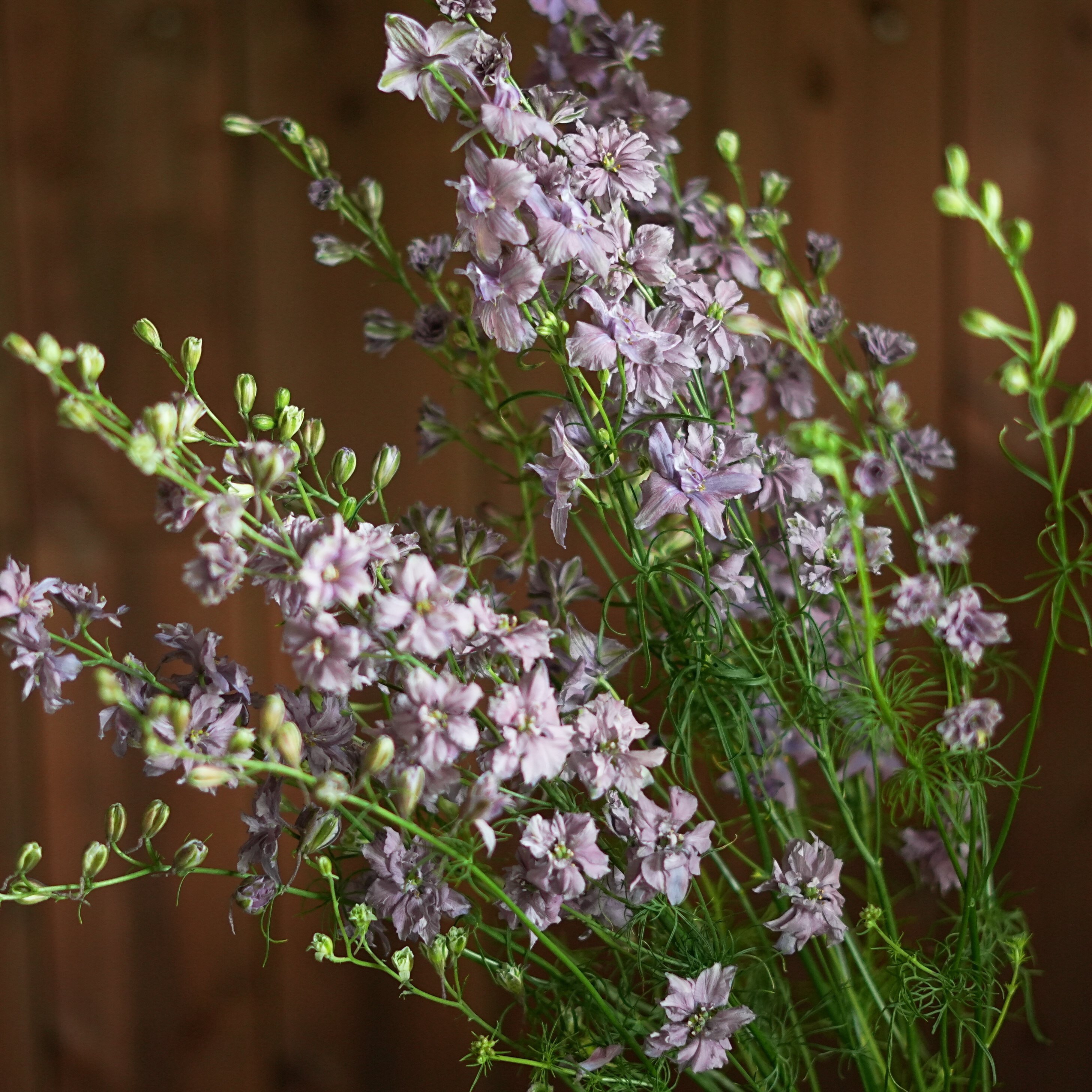 今日の花 ラクスパー ミスティーラベンダー｜花屋のラフ