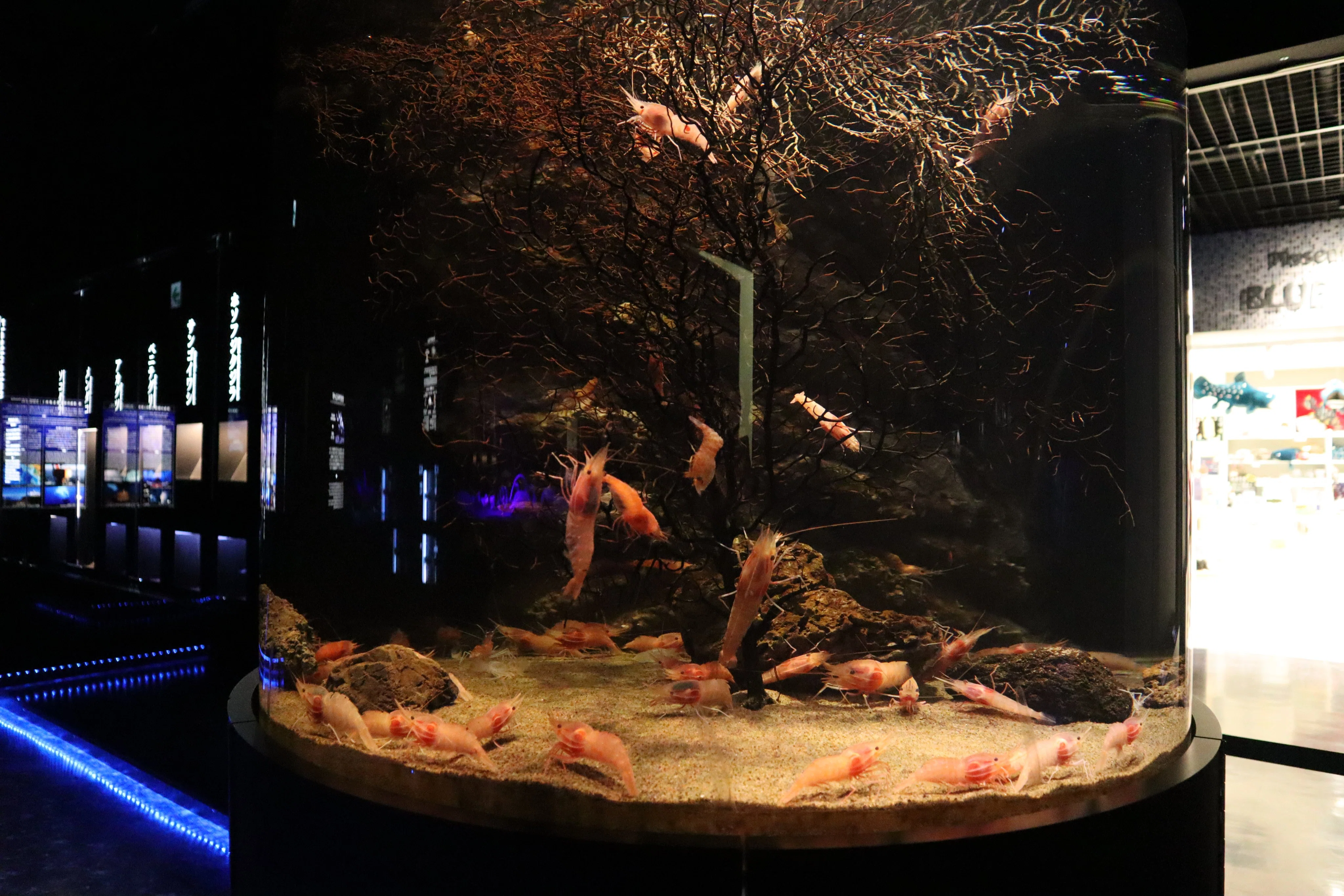 Zoo and Aquarium Architecture Introduction] No. 42 Numazu Deep Sea