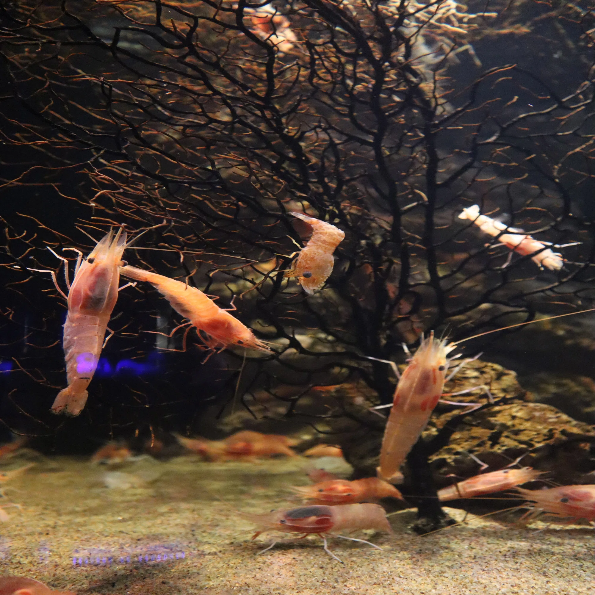 動物園水族館建築物紹介】その42 沼津港深海水族館 深海のエビ水槽｜塩