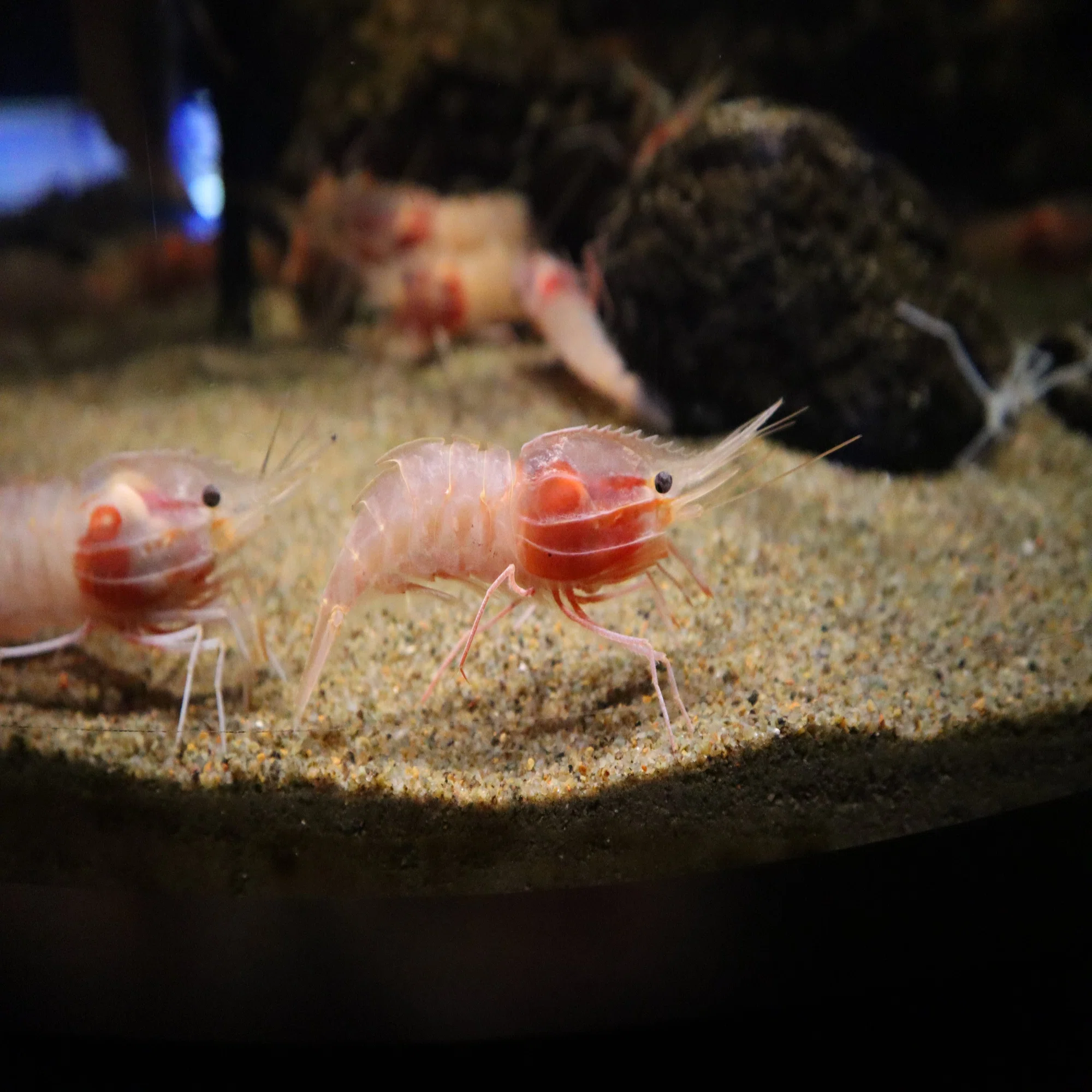 動物園水族館建築物紹介】その42 沼津港深海水族館 深海のエビ水槽｜塩