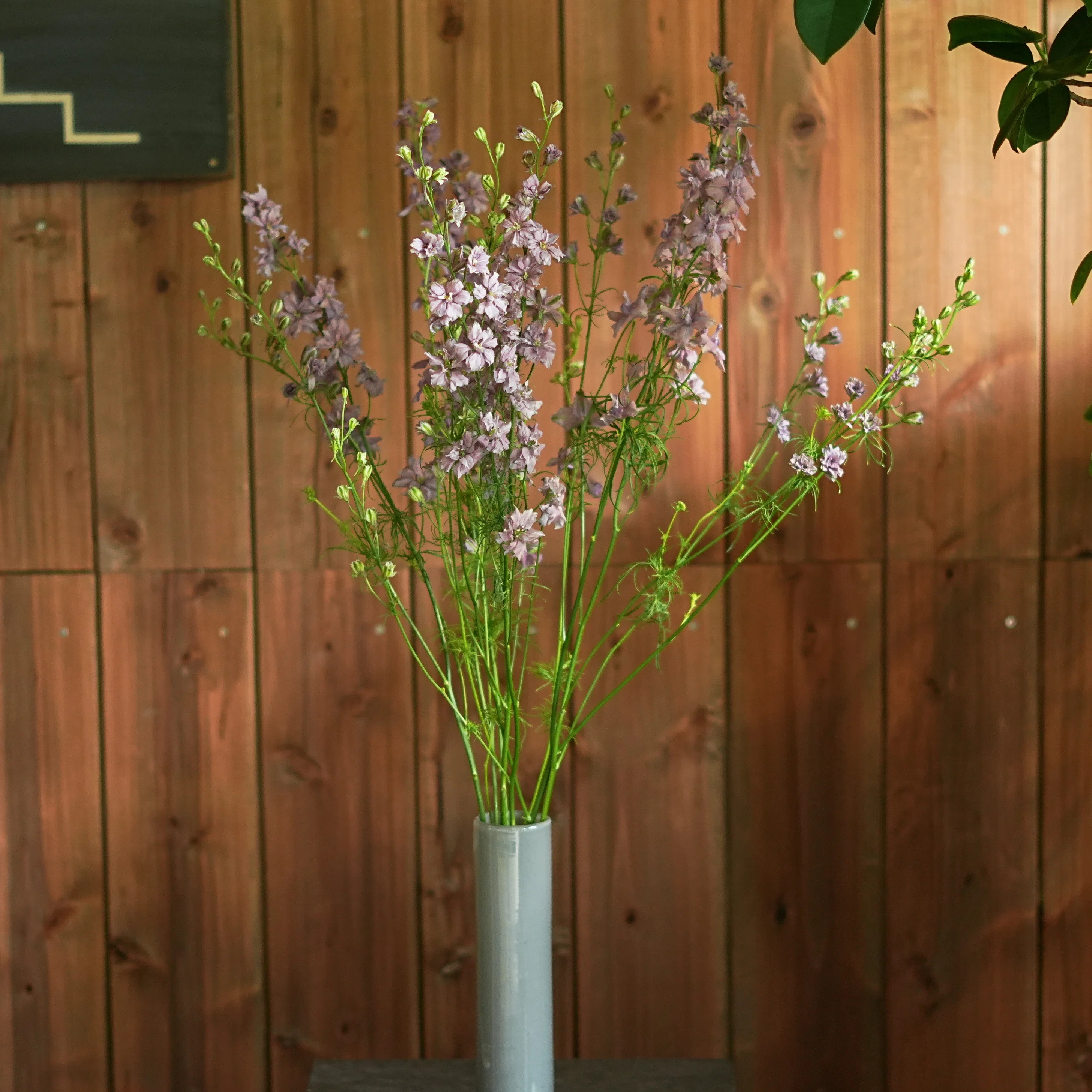 今日の花 ラクスパー ミスティーラベンダー｜花屋のラフ
