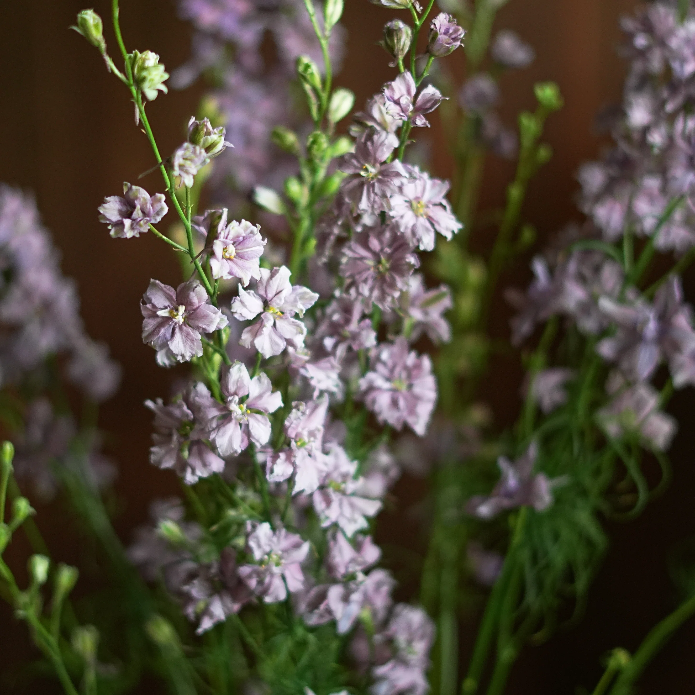 レディースまとめ売り　美人百花　ラベンダー　花柄 今日の花 ラクスパー ミスティーラベンダー｜花屋のラフ