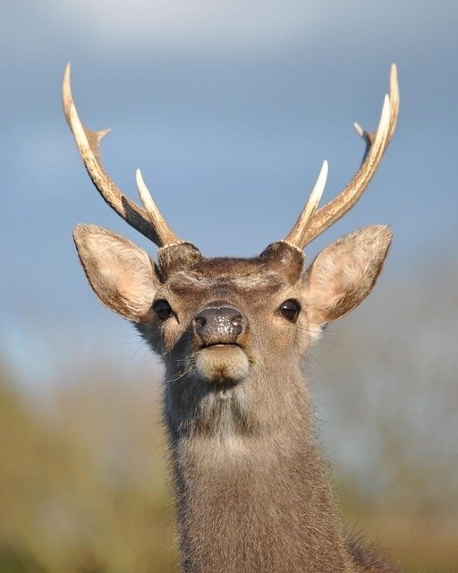 いきものの話#04】増えすぎたニホンジカのゆくえ：共生への道を探る