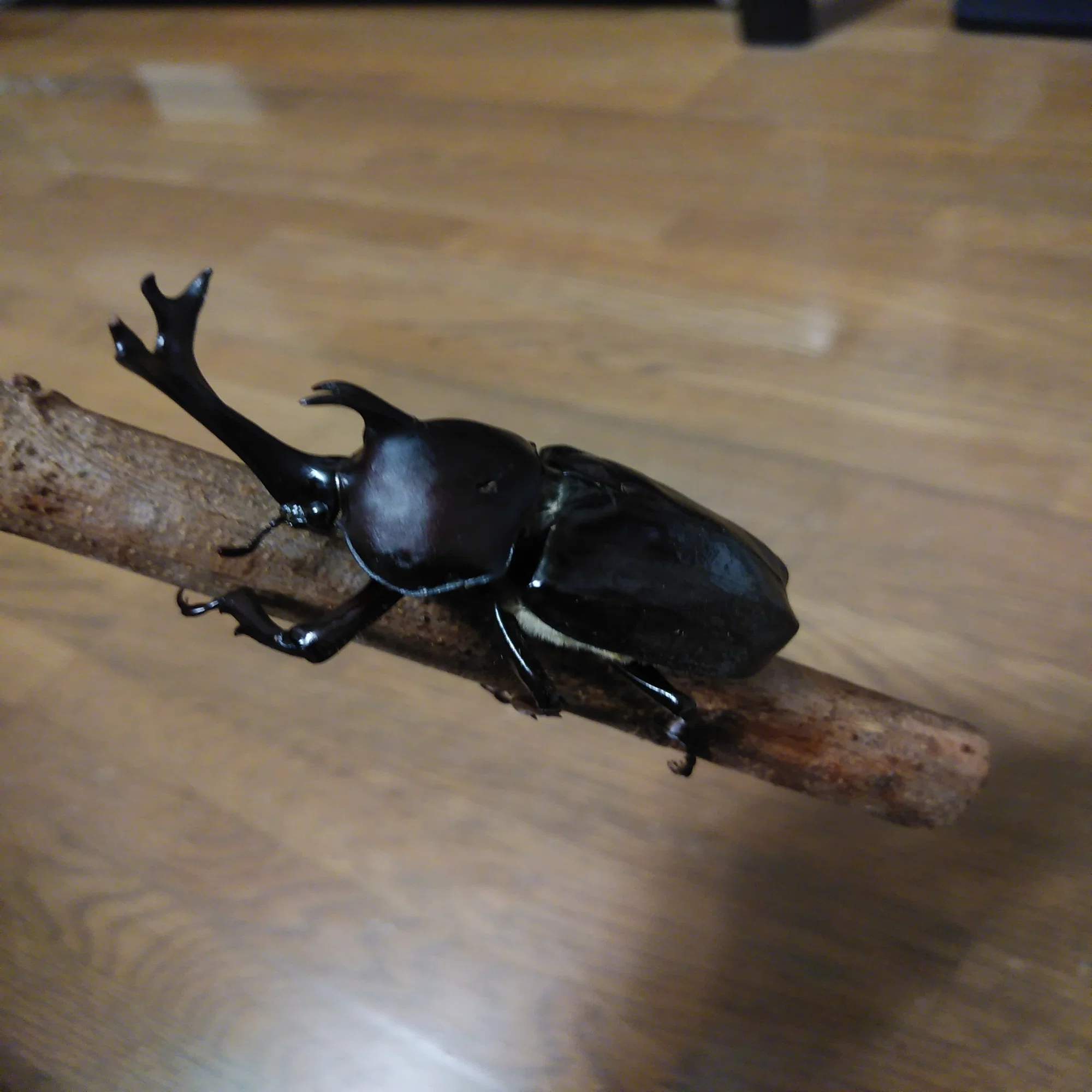 誰も教えてくれないクワガタの居場所の見つけ方 ｜鍬 形雄(クワ ガタオ)