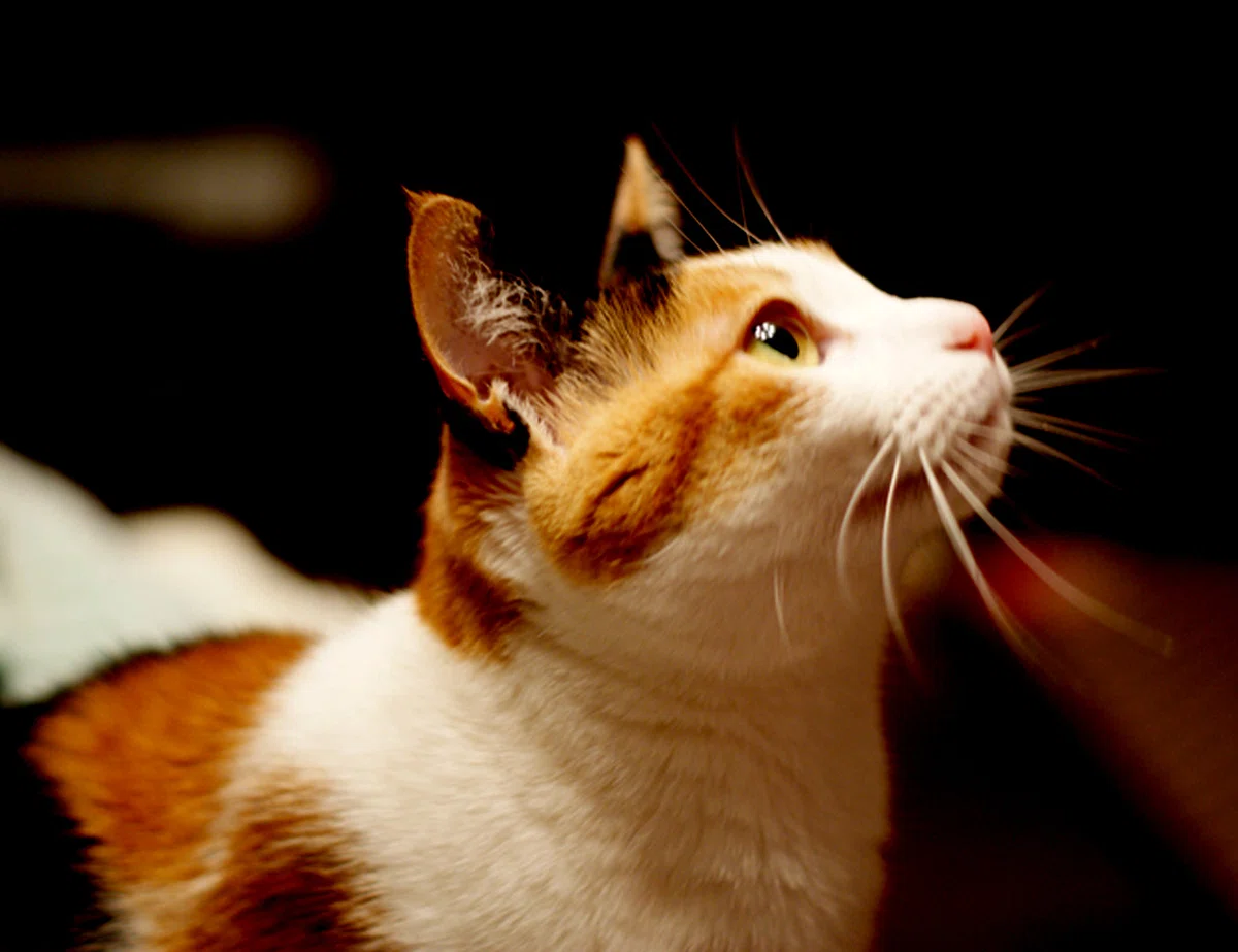 猫の毛の色の話｜さとうかよこ（きらら舎）