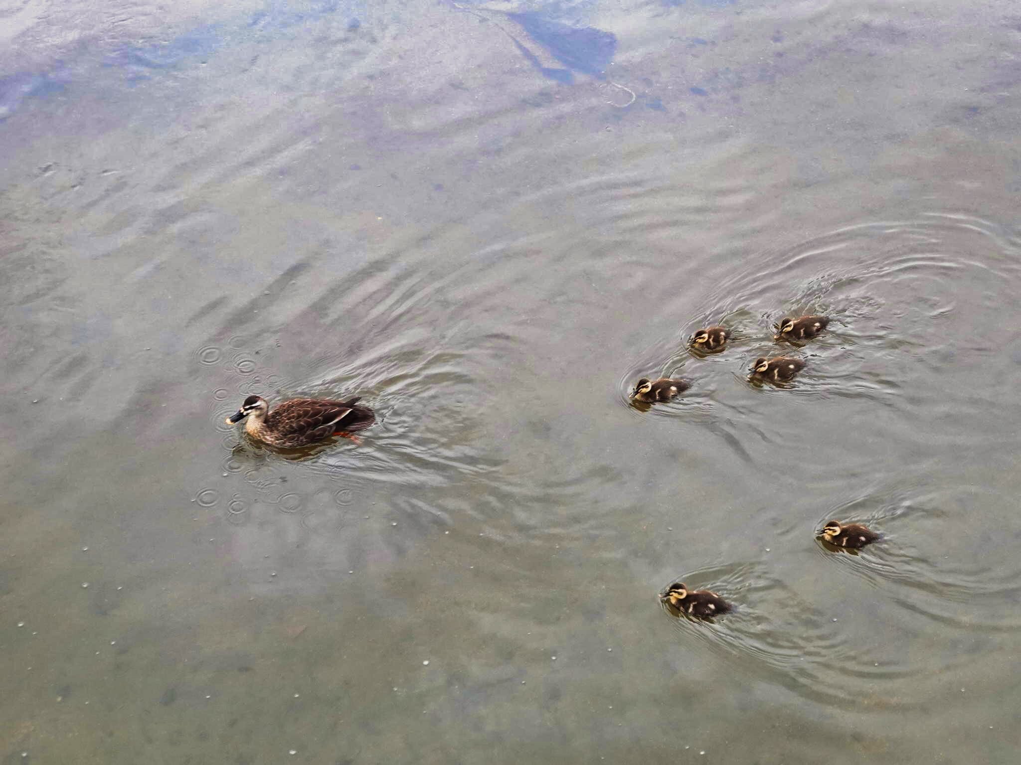 富士フイルム - ****カルガモちゃん**** 富士フイルム 視認性・機上現像性・耐刷性・耐キズ汚れ性を