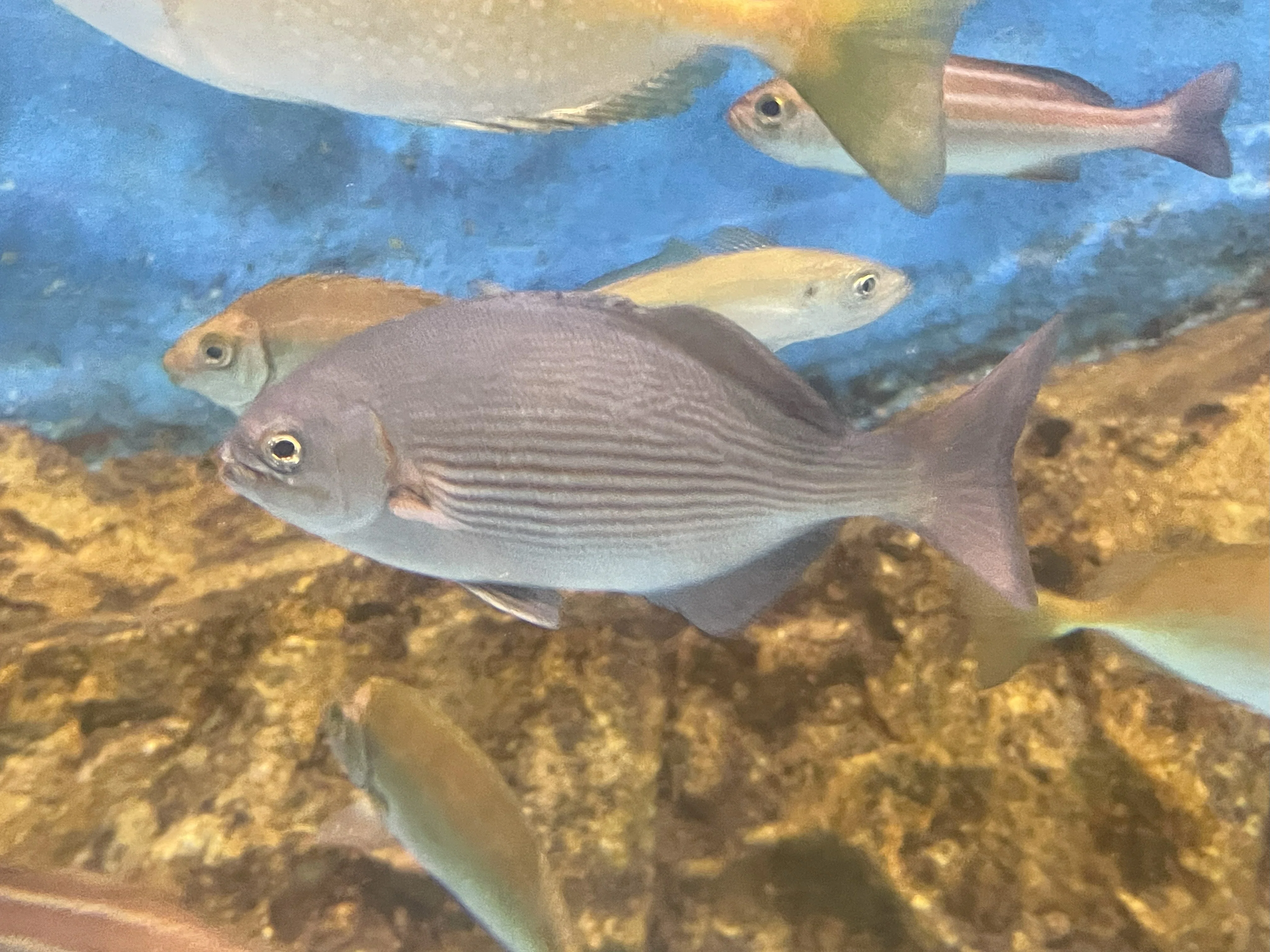 イスズミ《展示動物解説》｜桂浜水族館 公式