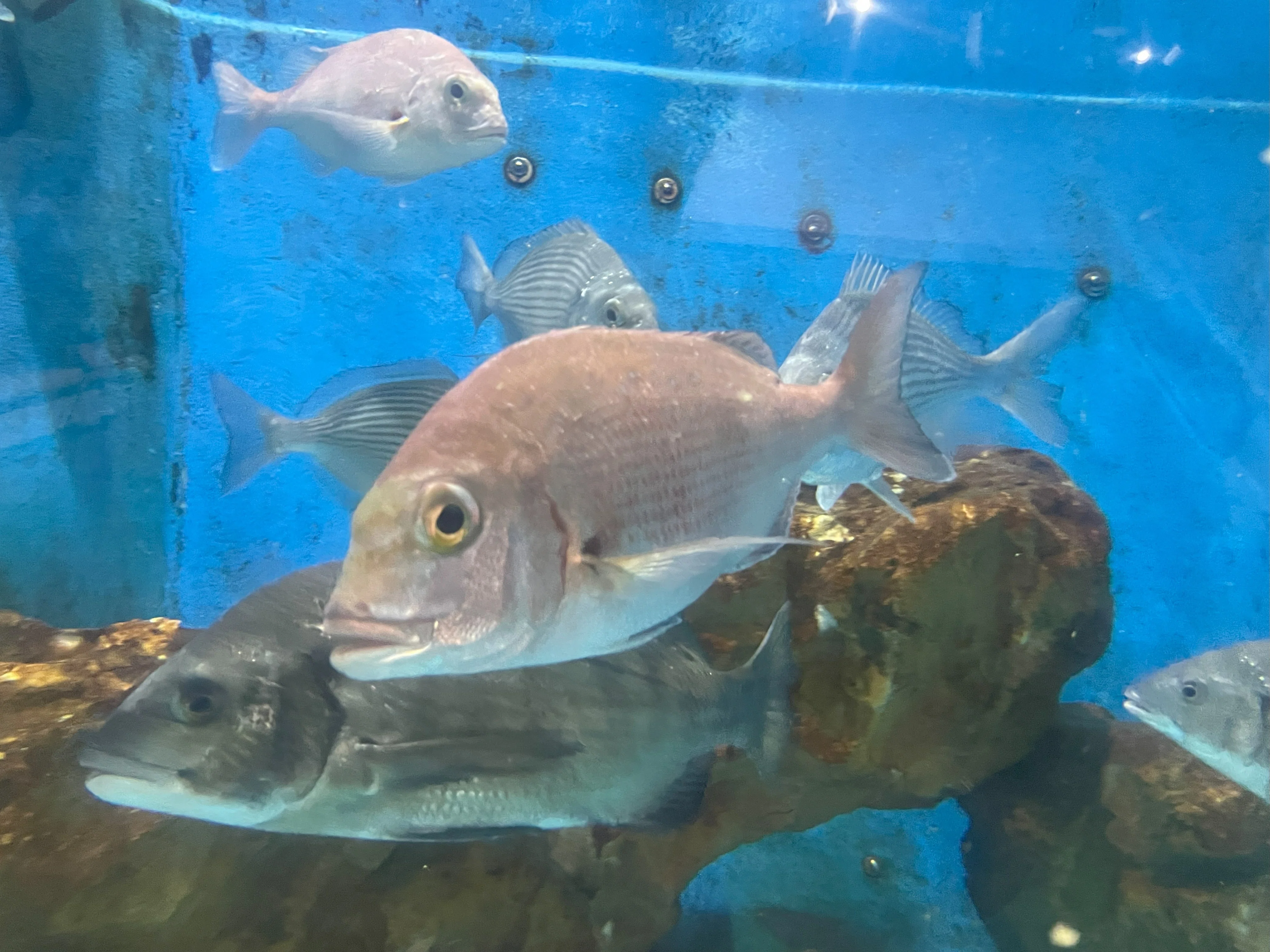 マダイ《展示動物解説》｜桂浜水族館 公式