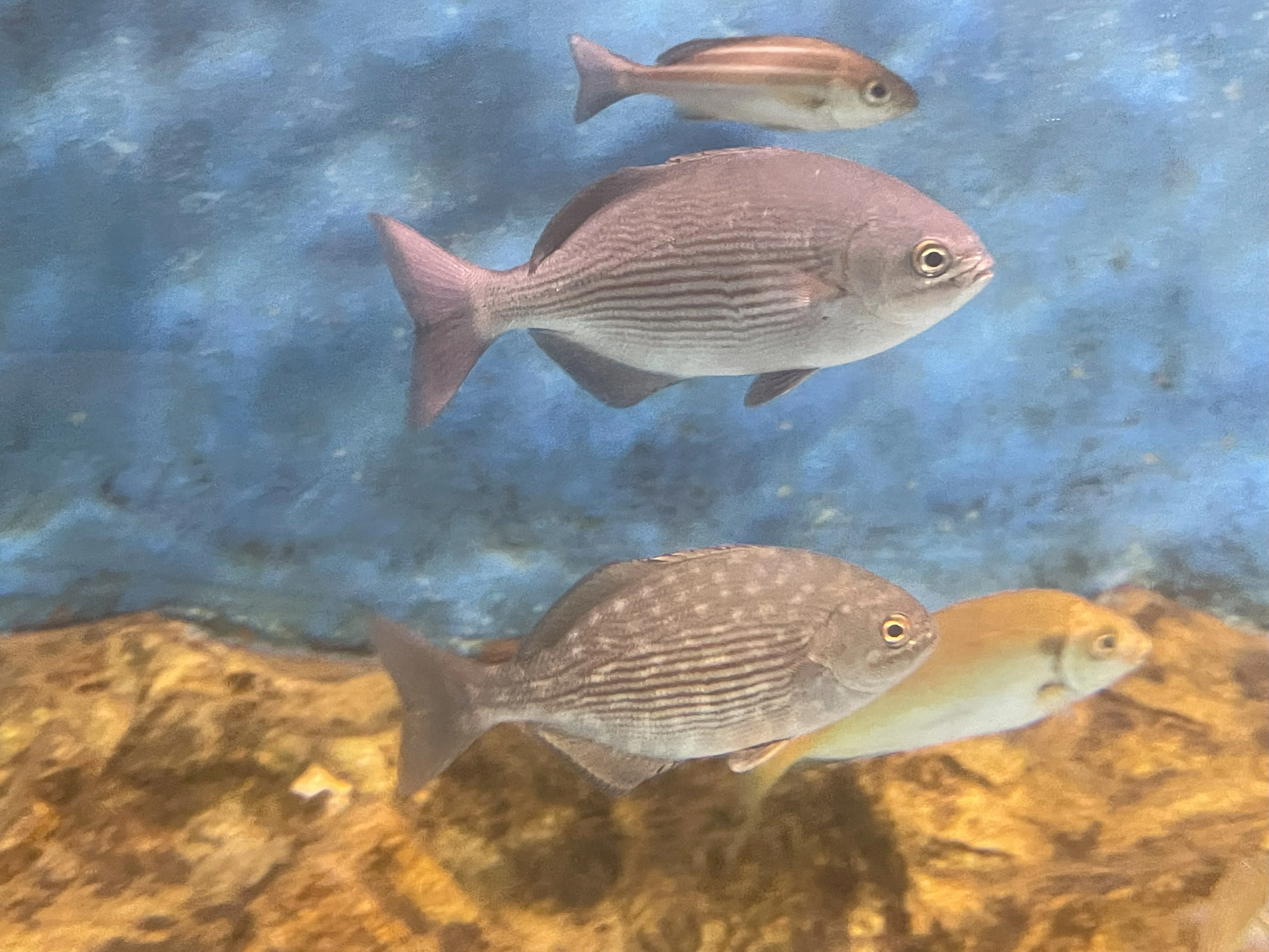 イスズミ《展示動物解説》｜桂浜水族館 公式