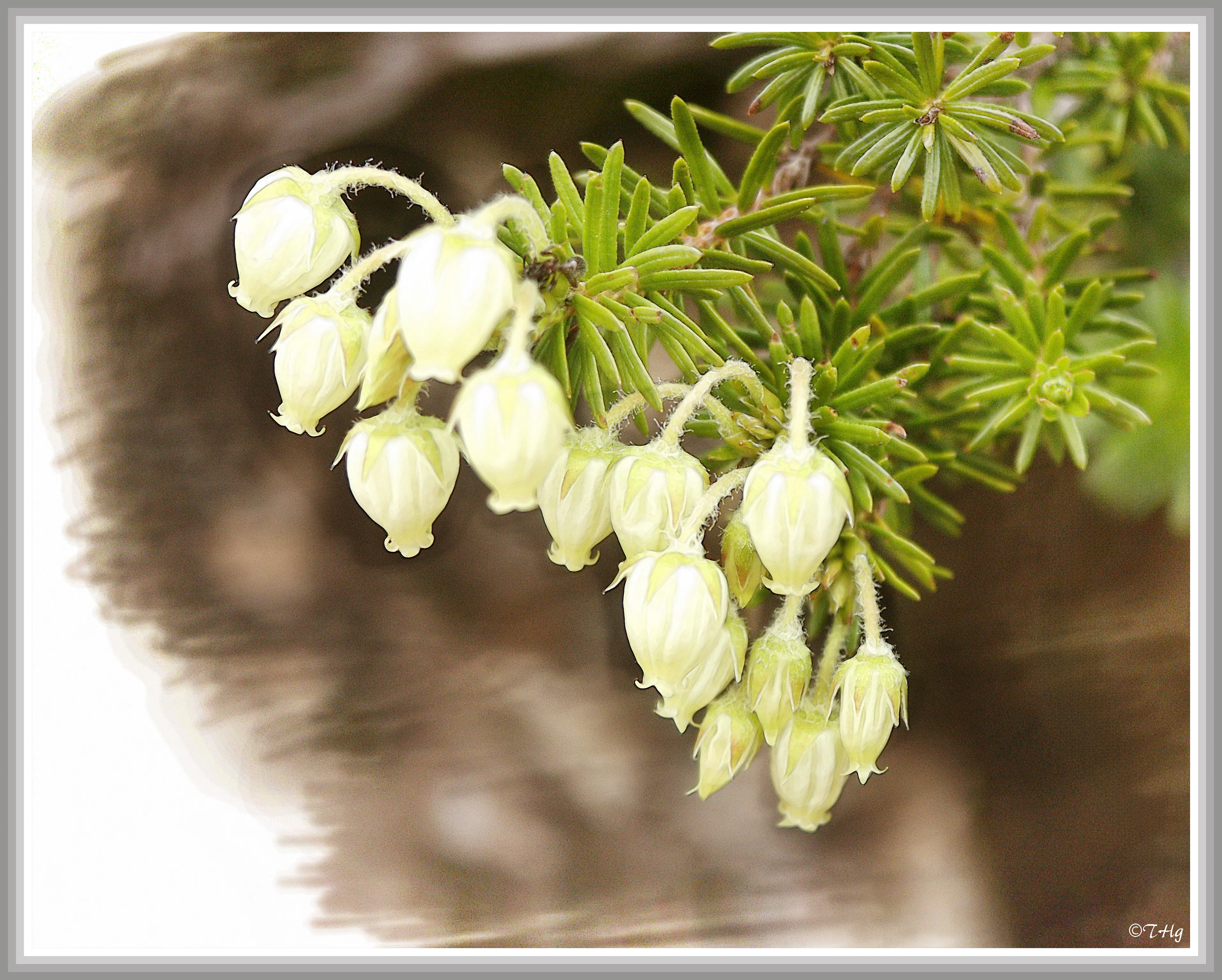 青の栂桜（高山植物・水彩画風）｜taka