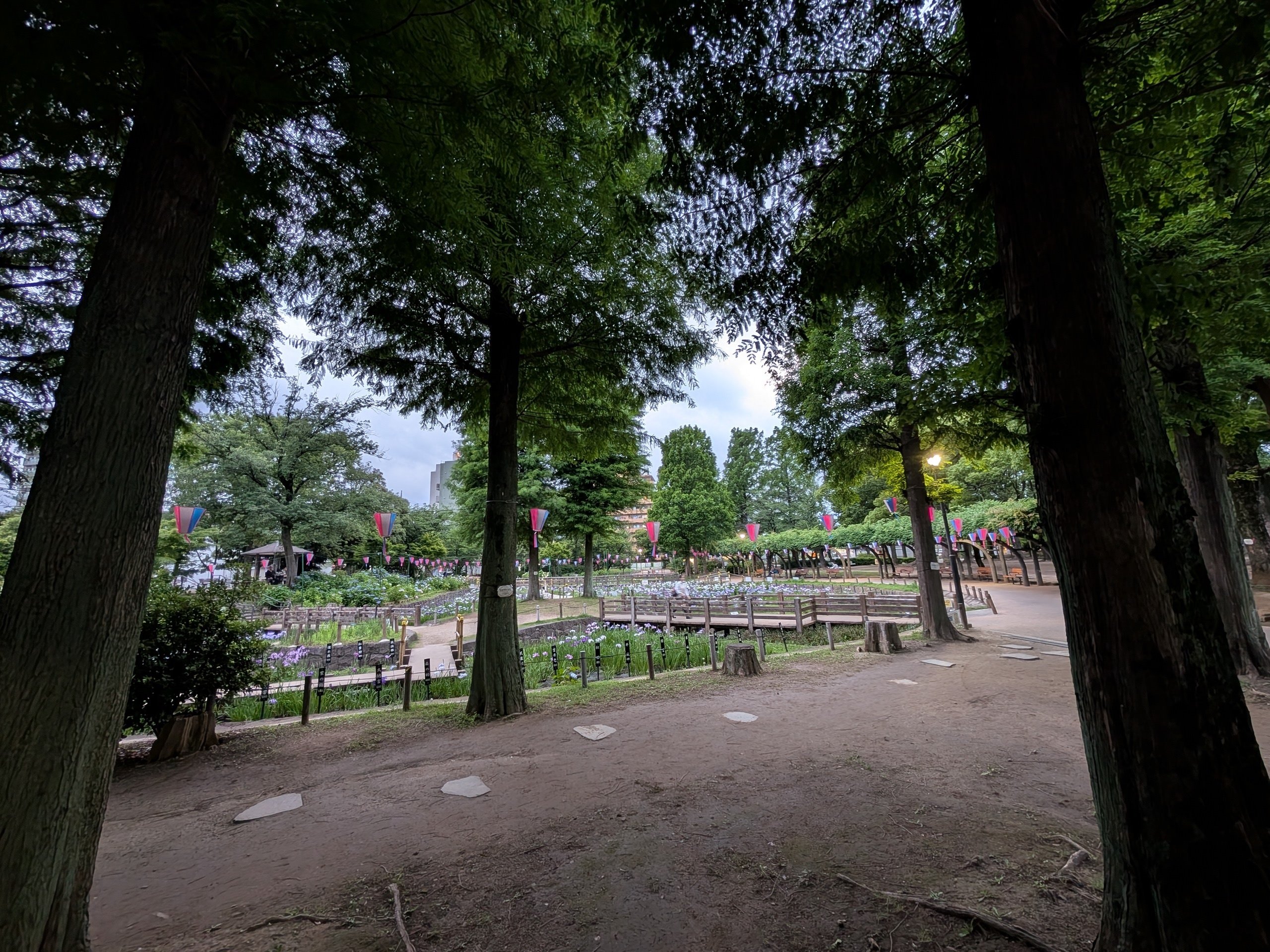 足立区しょうぶ沼公園 2025｜少佐のノオト