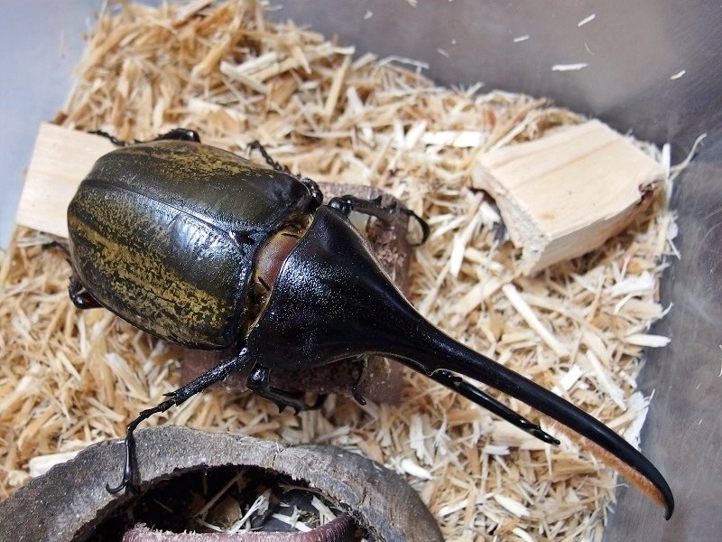 ヘラクレスエクアトリアヌス　ペア　標本 ヘラクレスエクアトリアヌス ペア 標本 ヘラクレスエクアトリアヌス