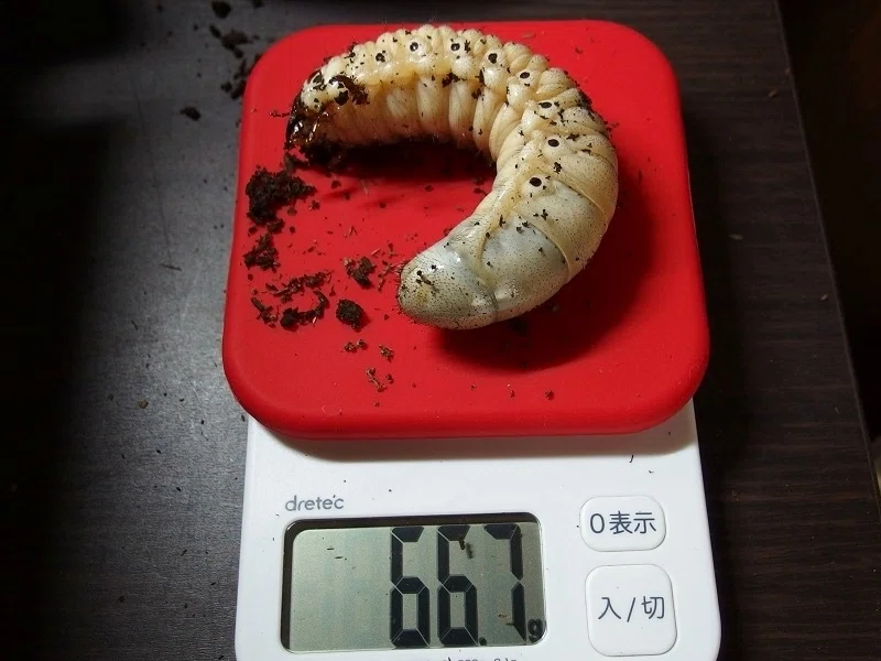 WD】イスラ・アナコンダ産 ヘラクレス・エクアトリアヌスの飼育記録