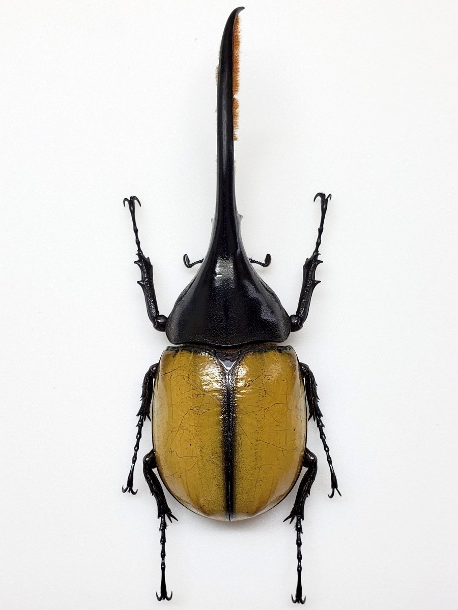 ☆ エクアトリアヌス WF３ 【 ペア 】ラスト出品 A-250  バックヤードファミリー BACKYARD FAMILY プリシラ オールウィッグ