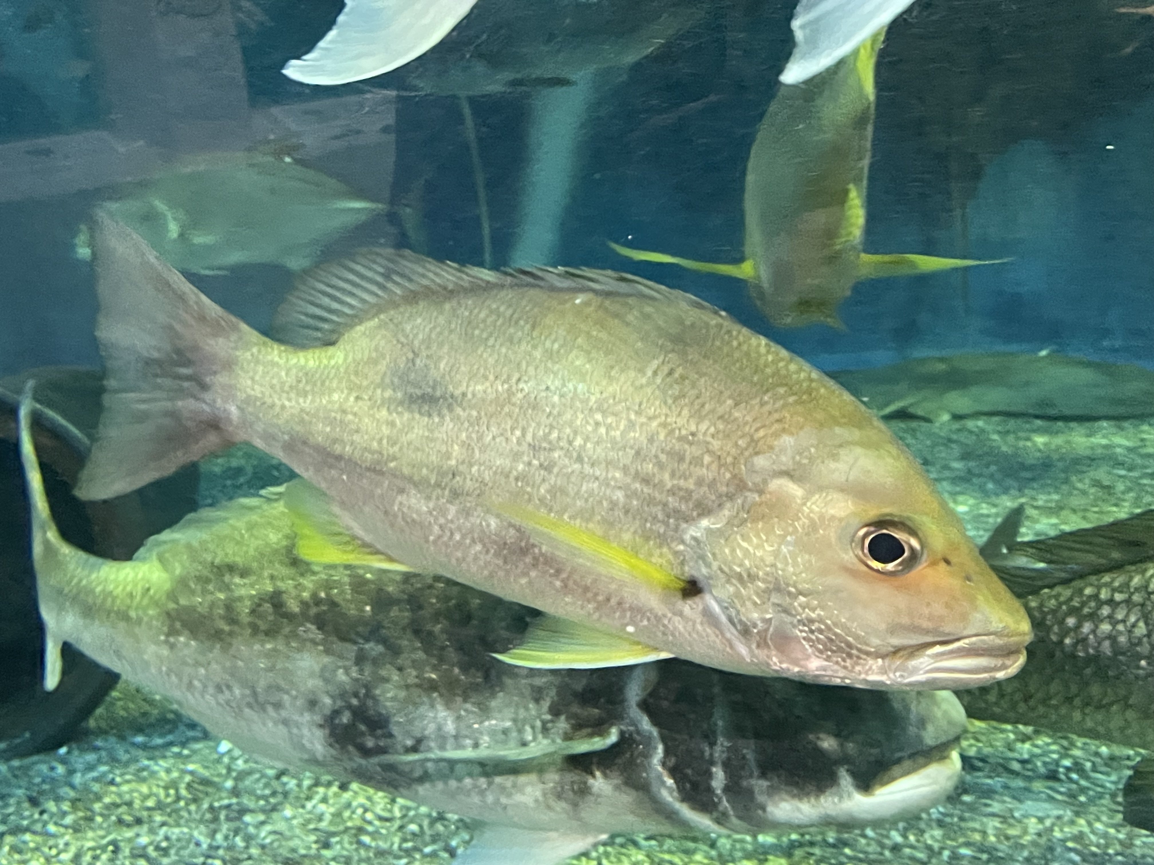 クロホシフエダイ《展示動物解説》｜桂浜水族館 公式