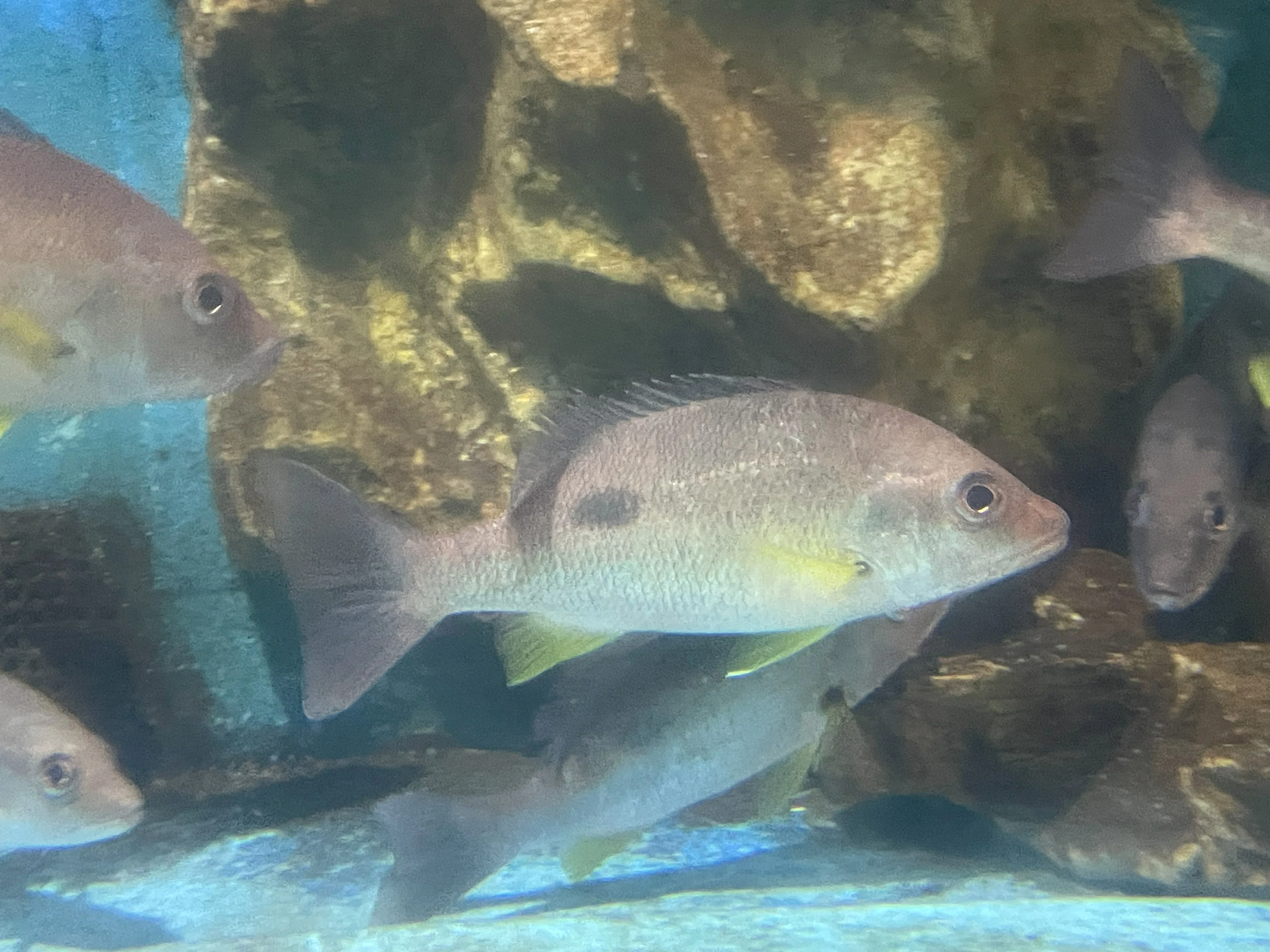クロホシフエダイ《展示動物解説》｜桂浜水族館 公式