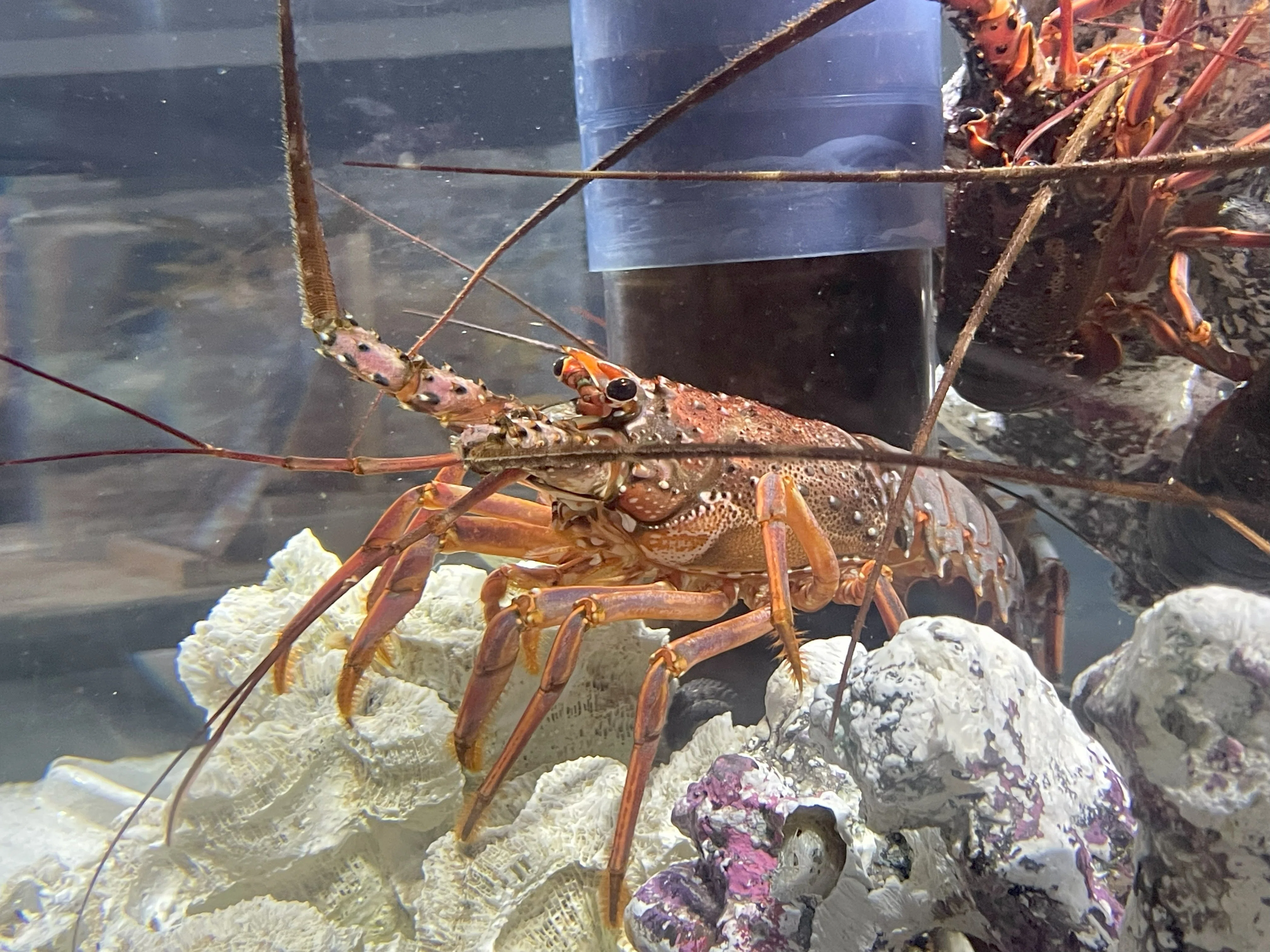 イセエビ類《展示動物解説》｜桂浜水族館 公式