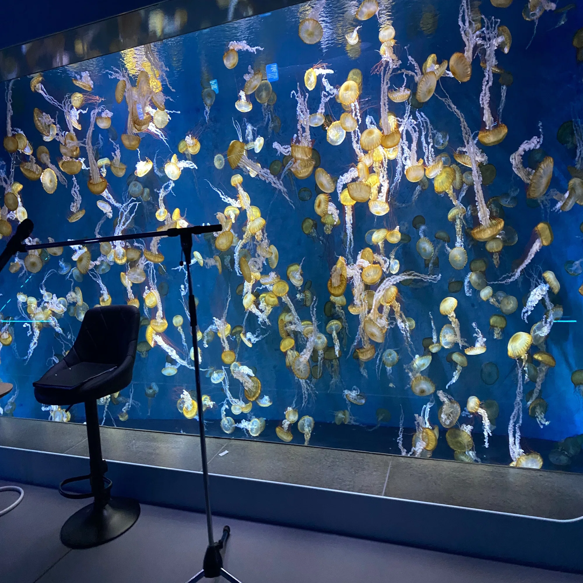 藍月なくる Story Live JelLaboratory in 新江ノ島水族館」感想+α｜たな