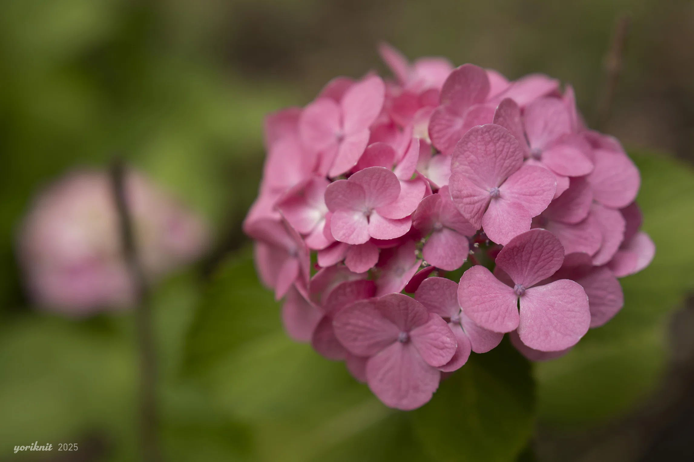 花、花、緑、時々鳥。 ｜ Leica Q3 43｜yoriknit