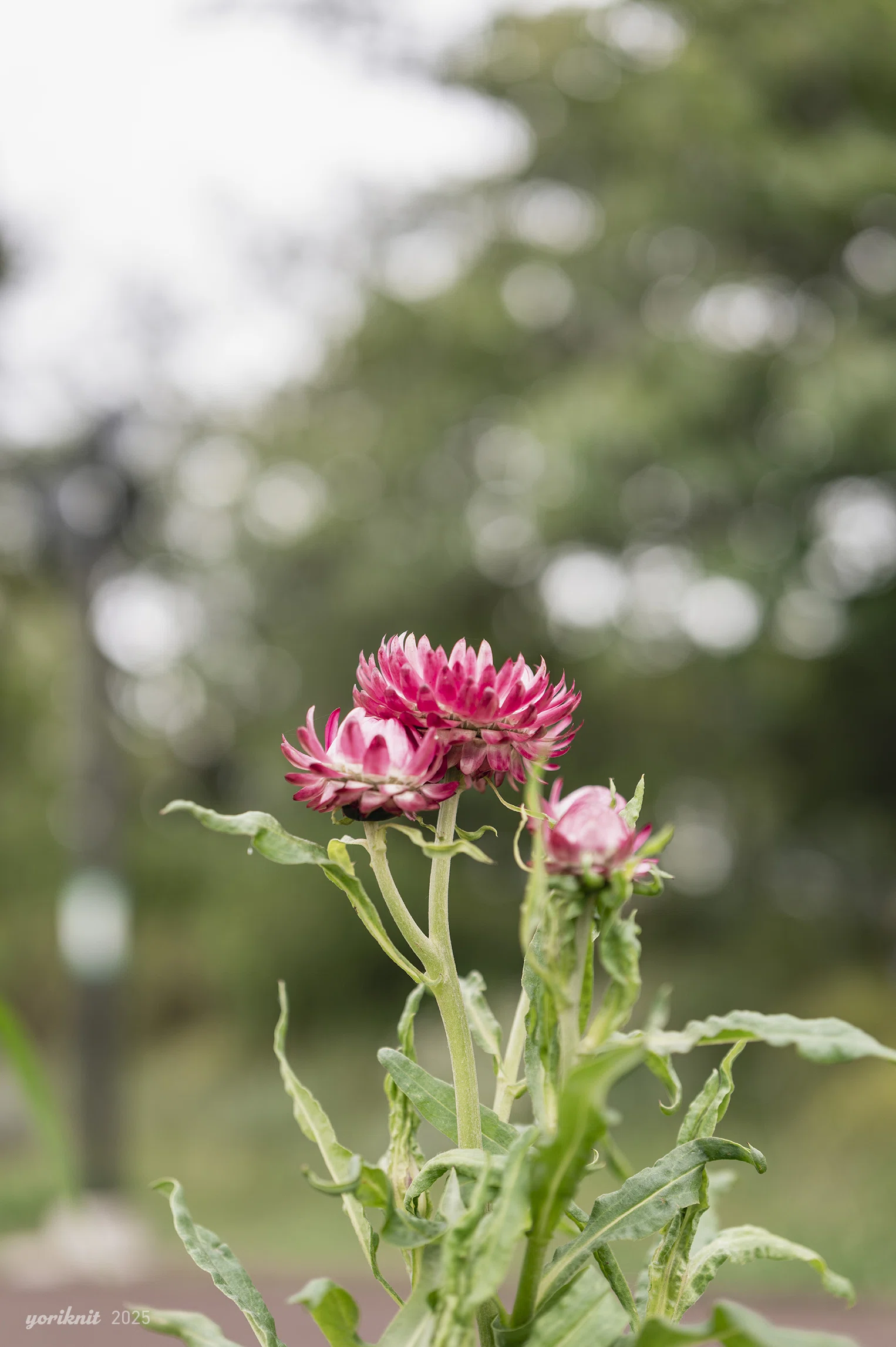 花、花、緑、時々鳥。 ｜ Leica Q3 43｜yoriknit