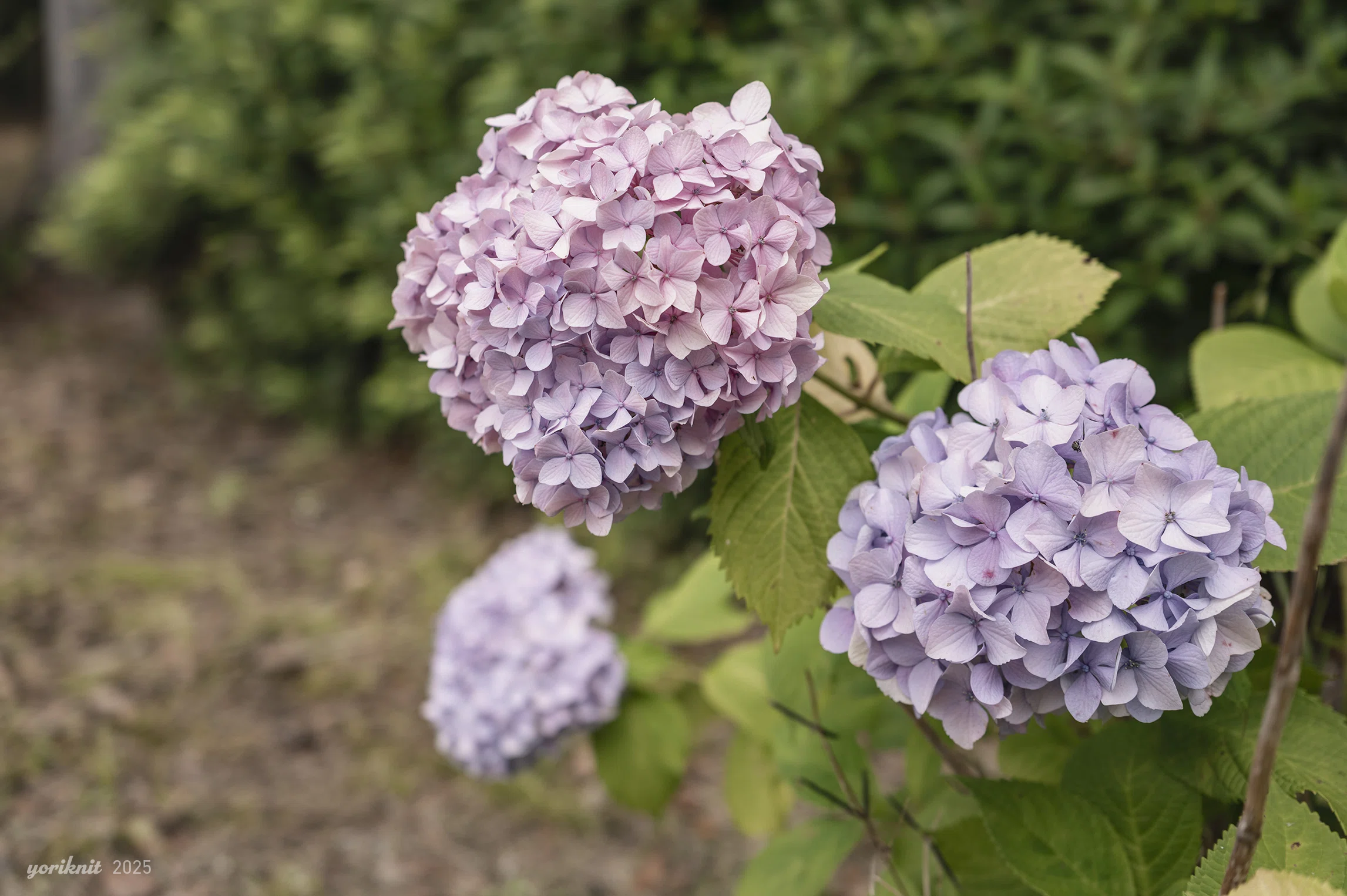 花、花、緑、時々鳥。 ｜ Leica Q3 43｜yoriknit
