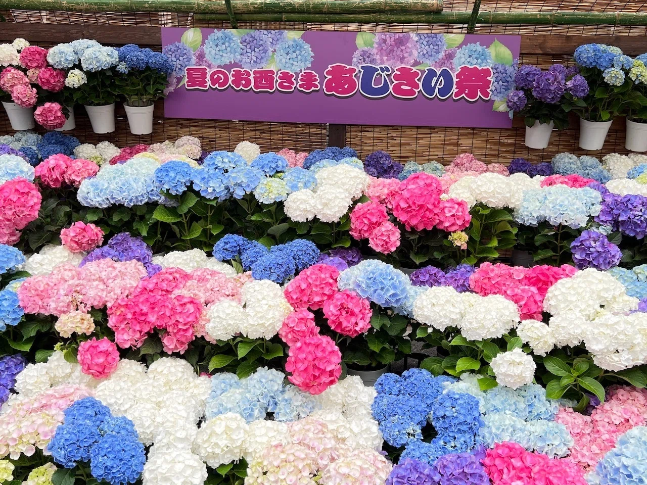 Hydrangea Festival｜ミント