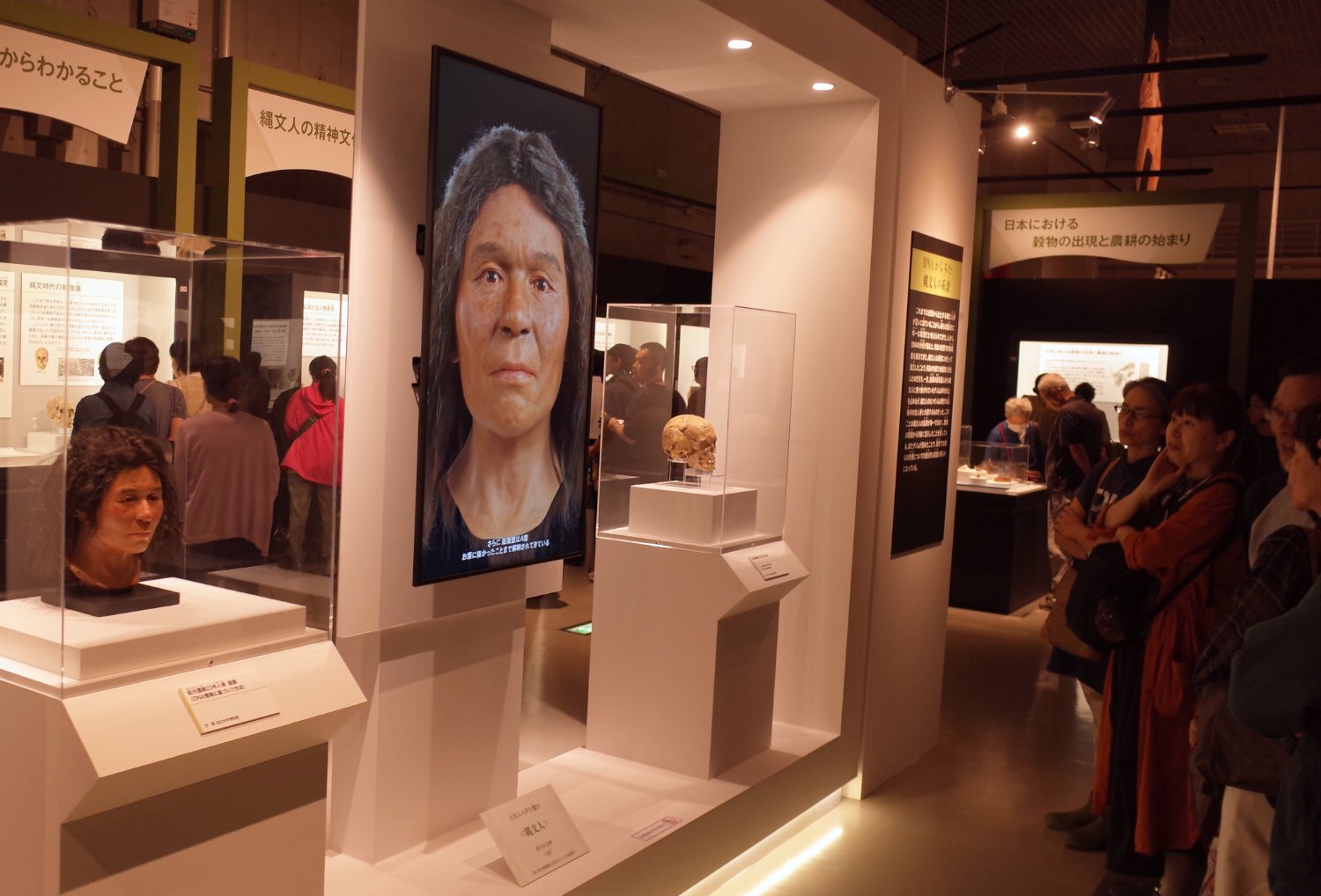 古代DNA 日本人のきた道｜藤井満