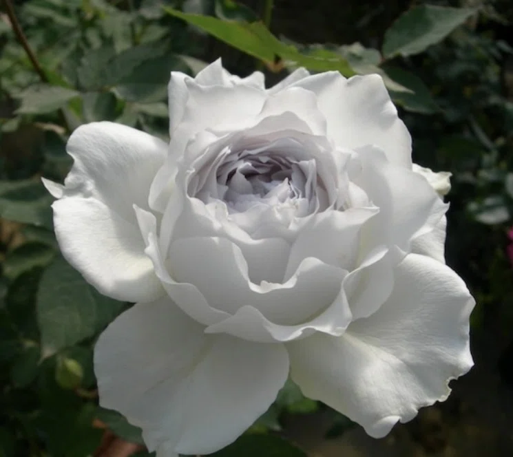?手放した薔薇達へ｜ずく