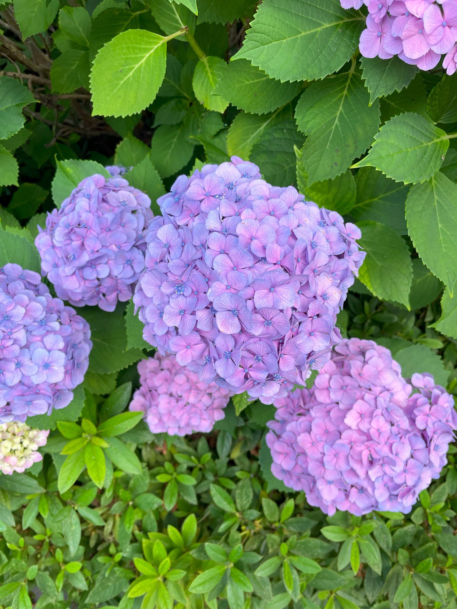 ✿Dom❤Mia様 2点 紫陽花　アジサイ　エスメラルダ　ネイビーブルー 再入荷 希少 紫陽花 アジサイ エスメラルダ 6号 29 - メルカリ