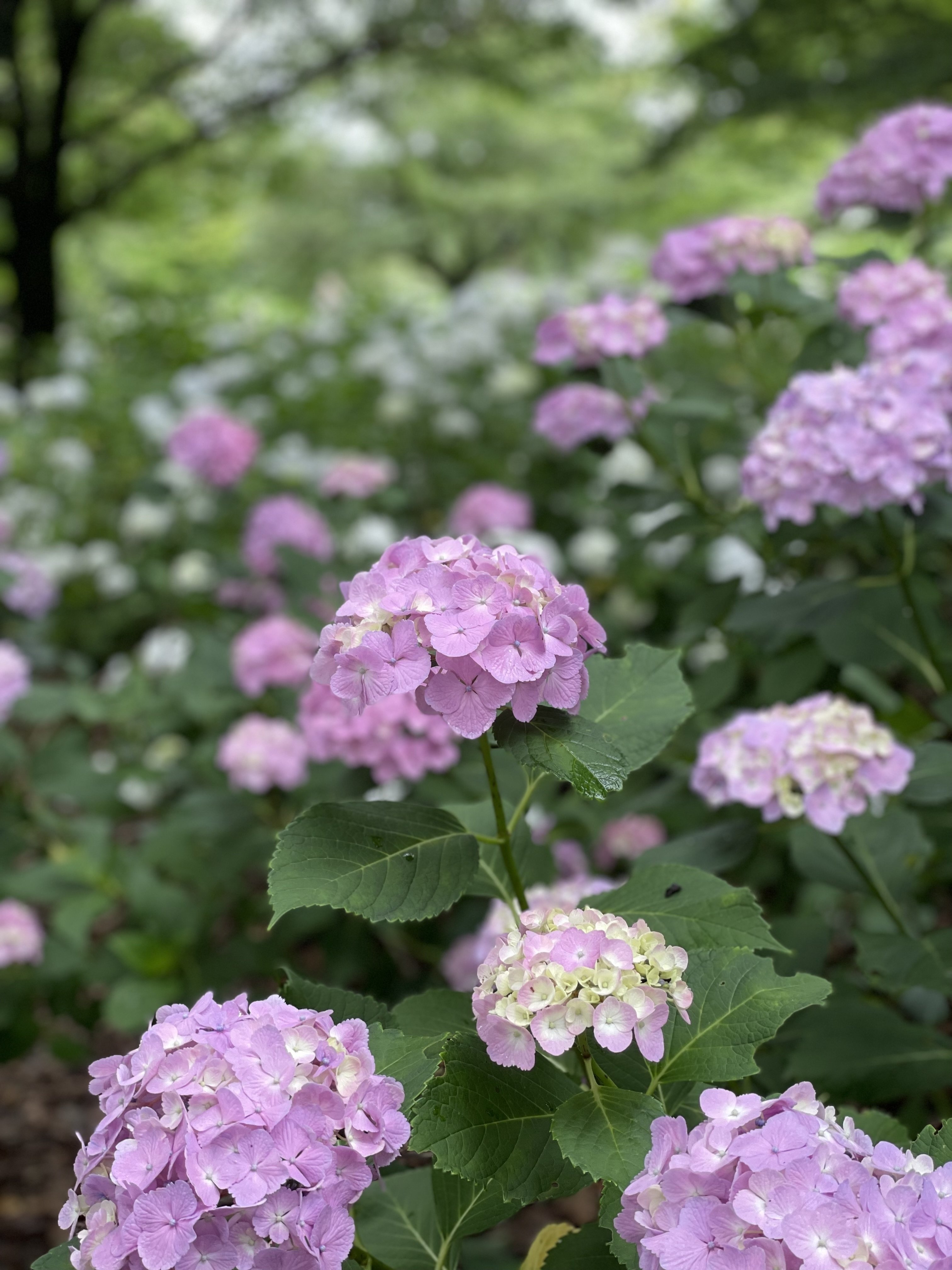 洋の日記】雨上がりの紫陽花 三匹いつもの公園散歩｜hemo75