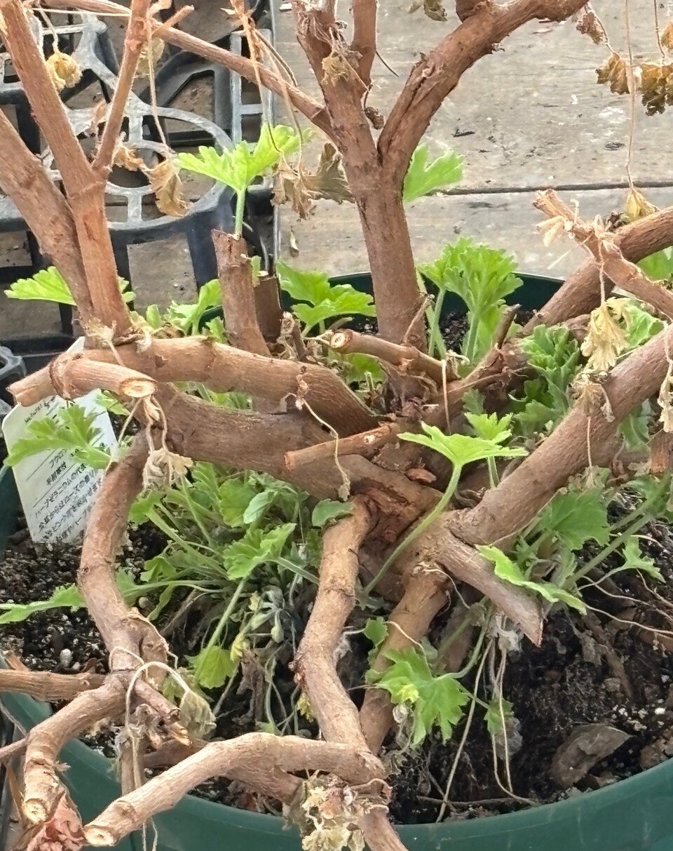 ダンボール100サイズ　ローズゼラニウム　カット rosegeranium_main-min-750x500.jpg