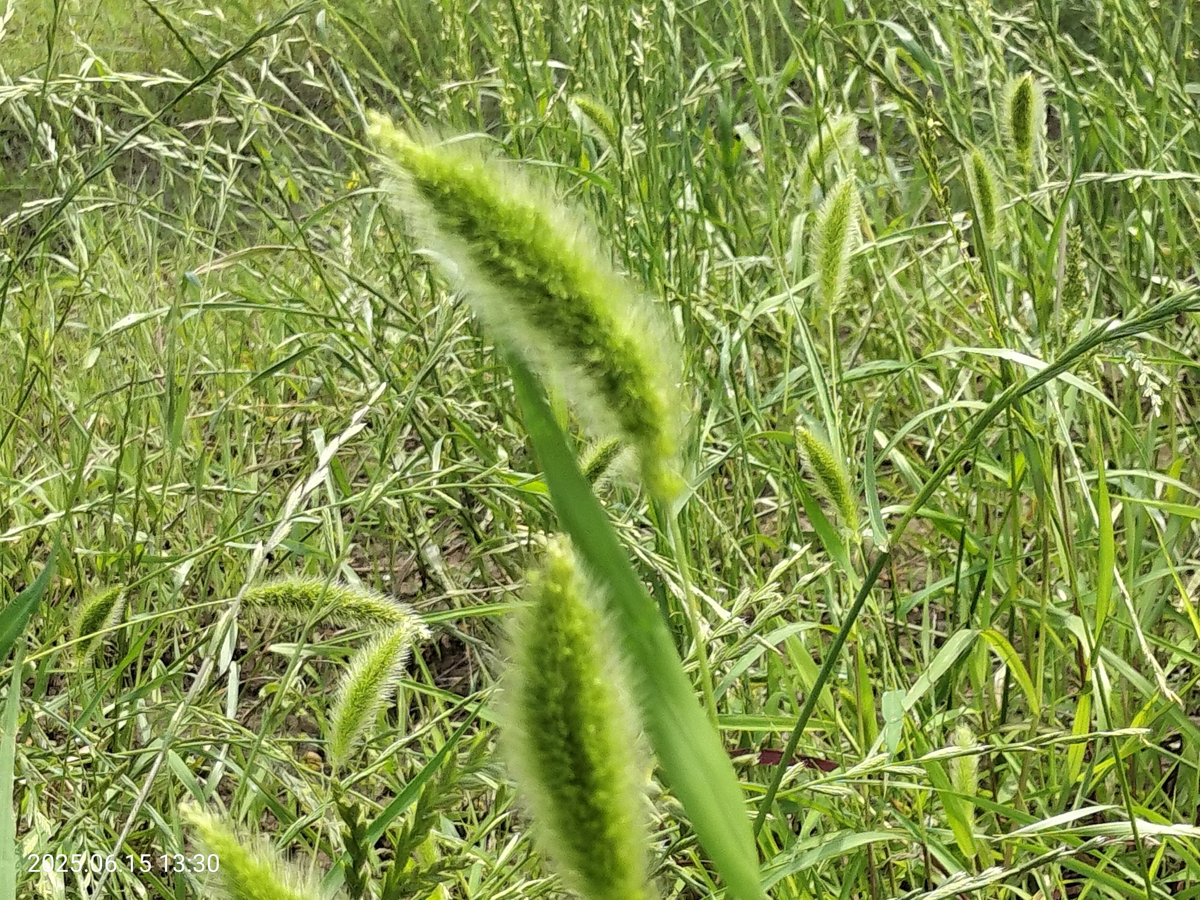 7 雑草 ⇒ いいね ! 👍️ エノコログサ 他｜katashito