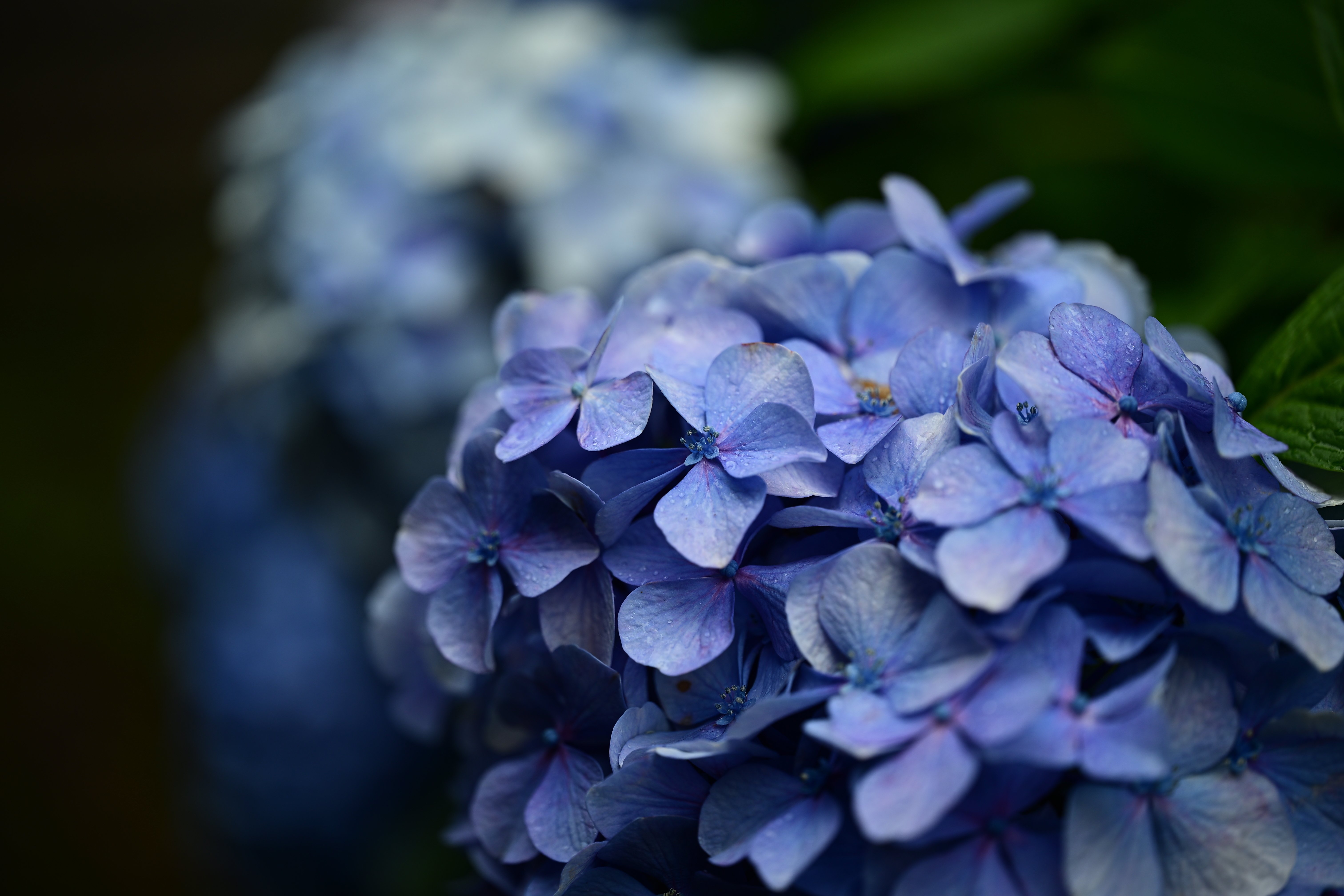 雑多な写真】湯島聖堂の紫陽花【Z6III】｜平乃ひら